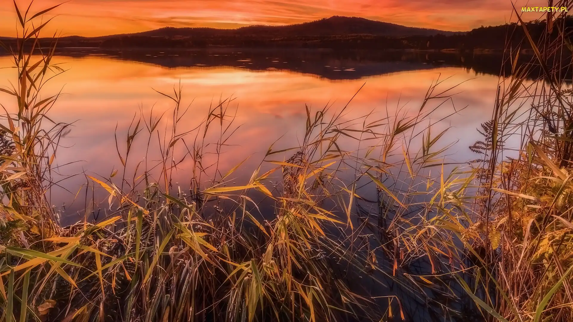 Trawa, Szuwary, Jezioro