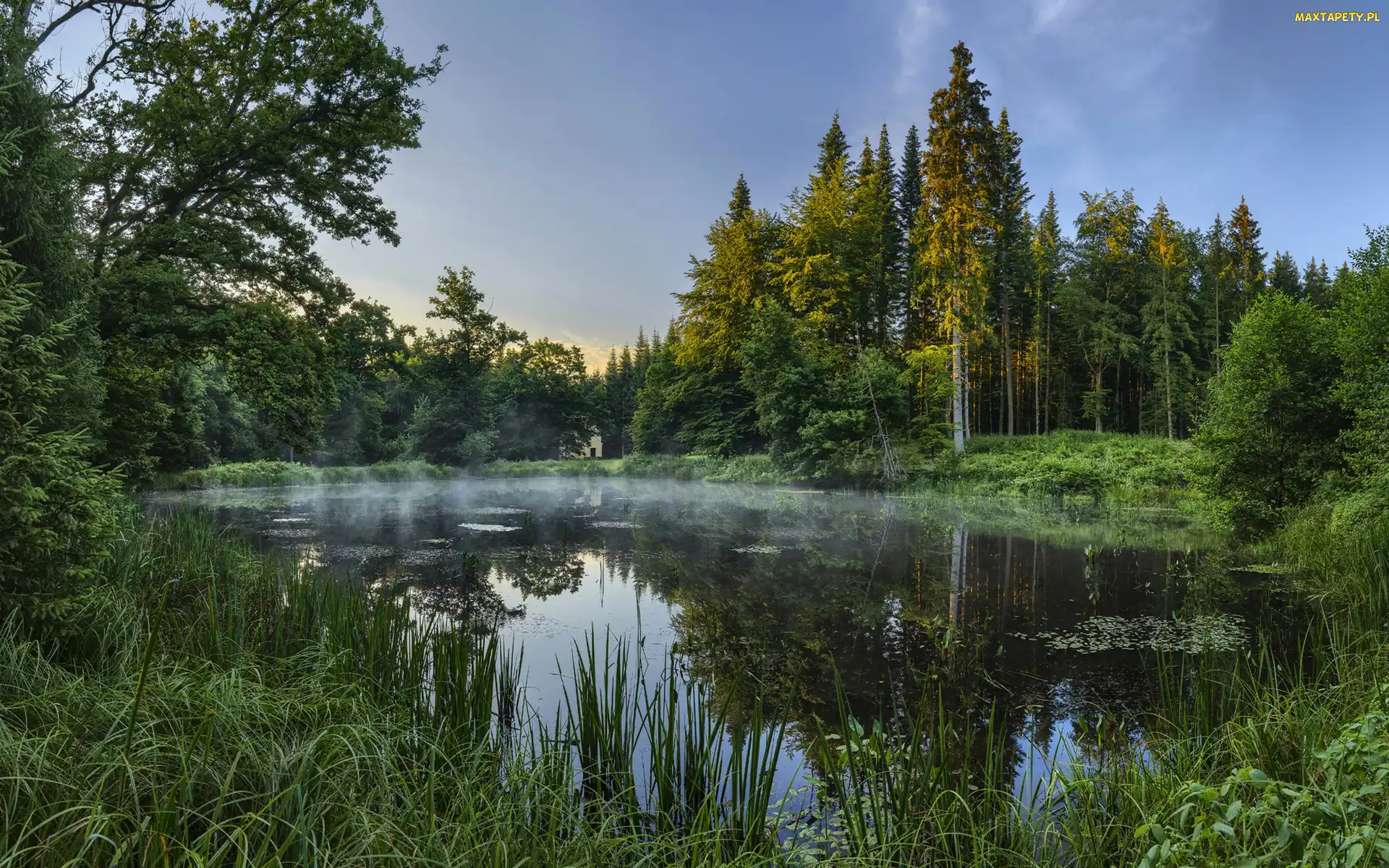 Mgła, Trawy, Zielone, Las, Drzewa, Staw