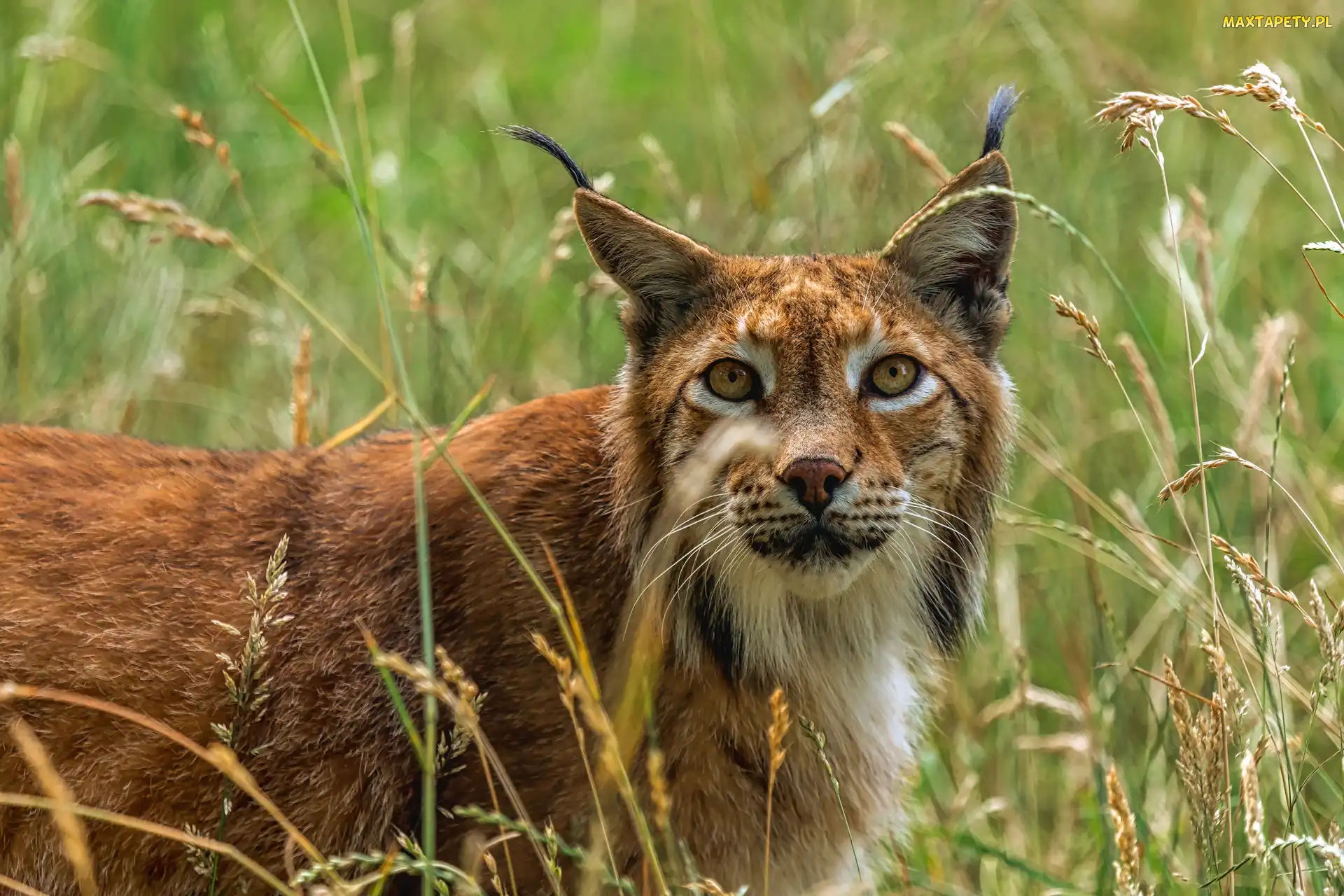 Trawy, Źdźbła, Ryś