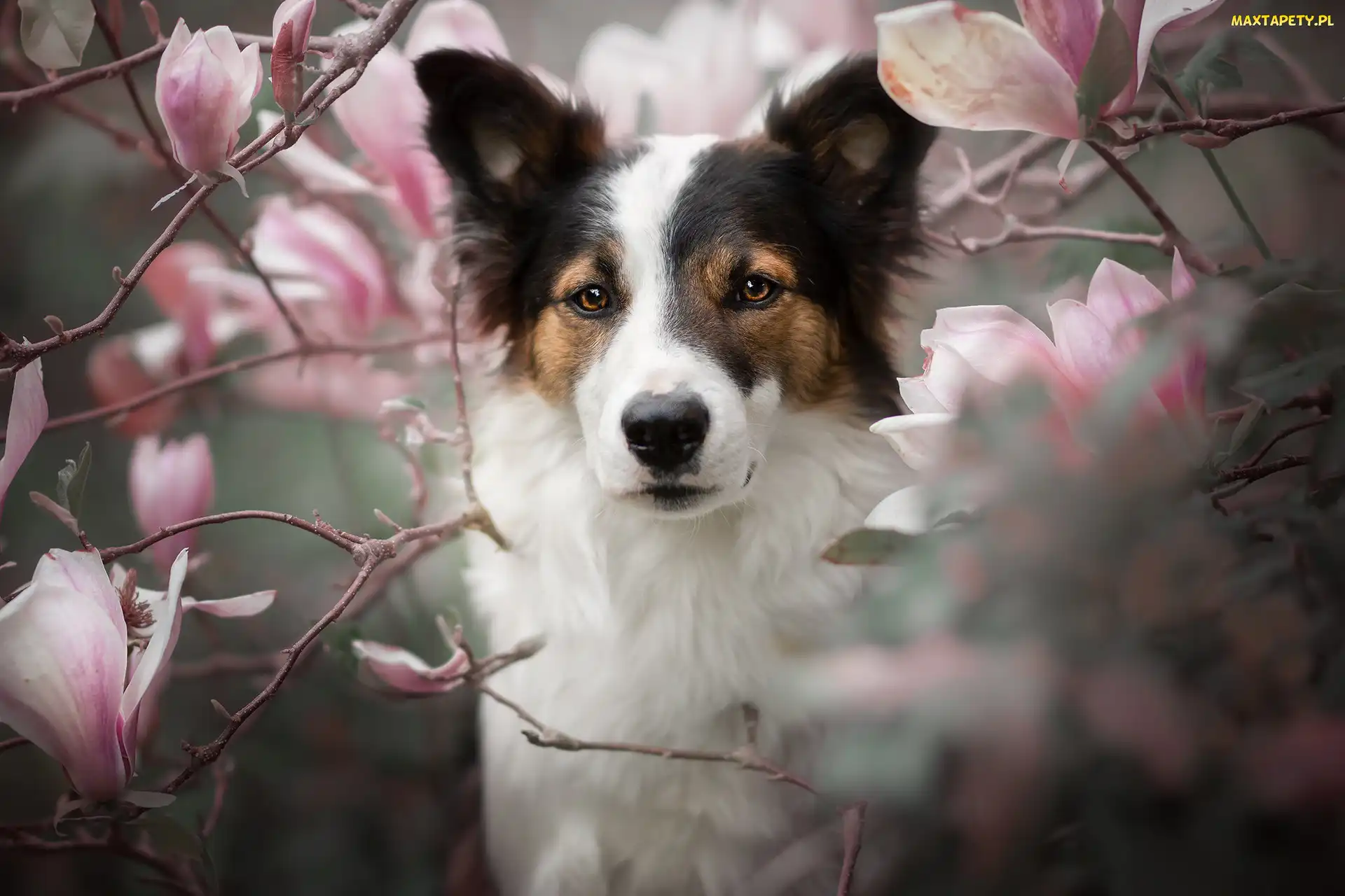 Magnolie, Kwiaty, Pies, Spojrzenie