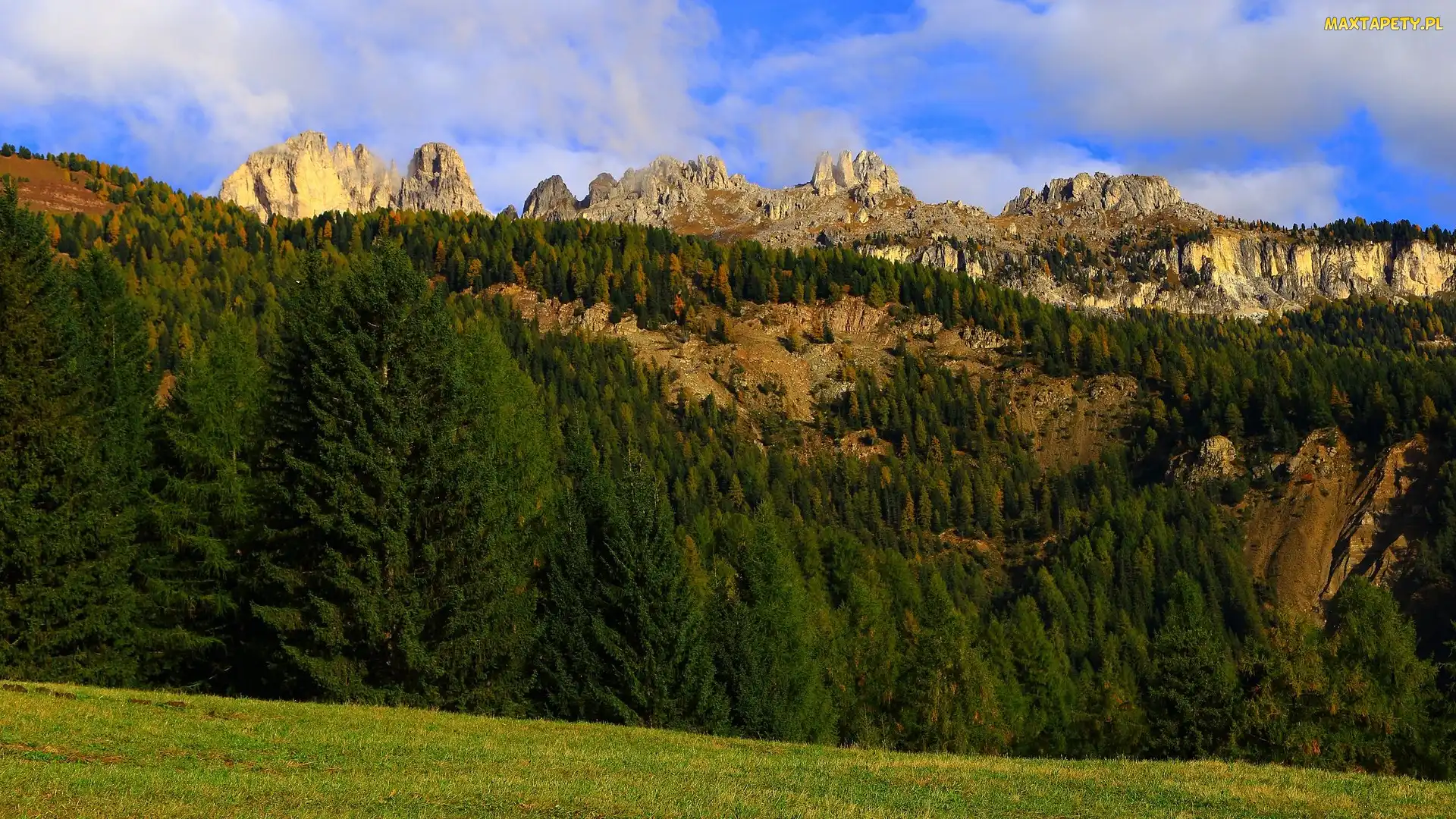 Las, Zielony, Skały, Góry, Drzewa, Świerki