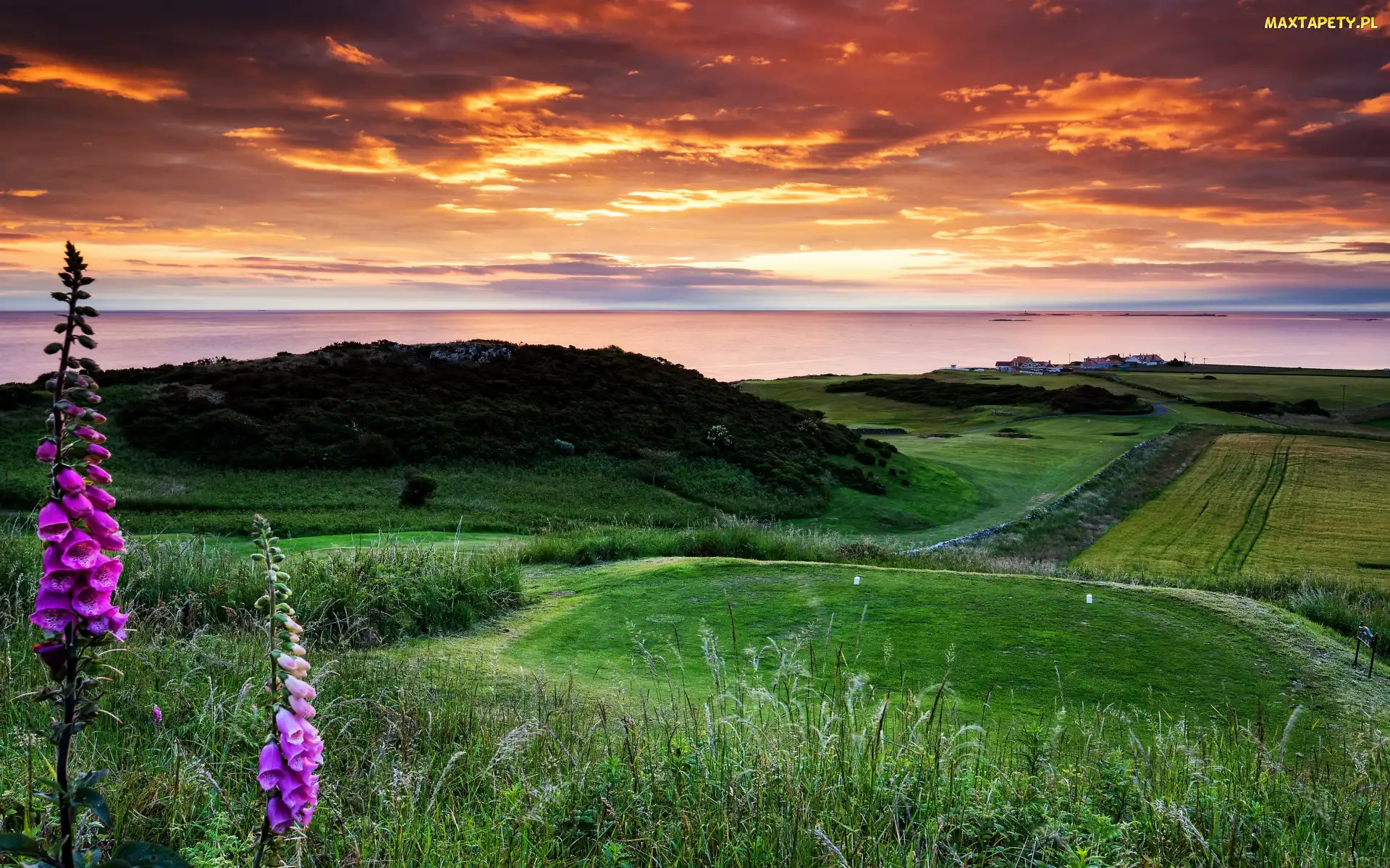 Anglia, Bamburgh, Chmury, Northumberland, Łąki, Pole golfowe, Trawa, Kwiaty, Wzgórze, Naparstnica purpurowa