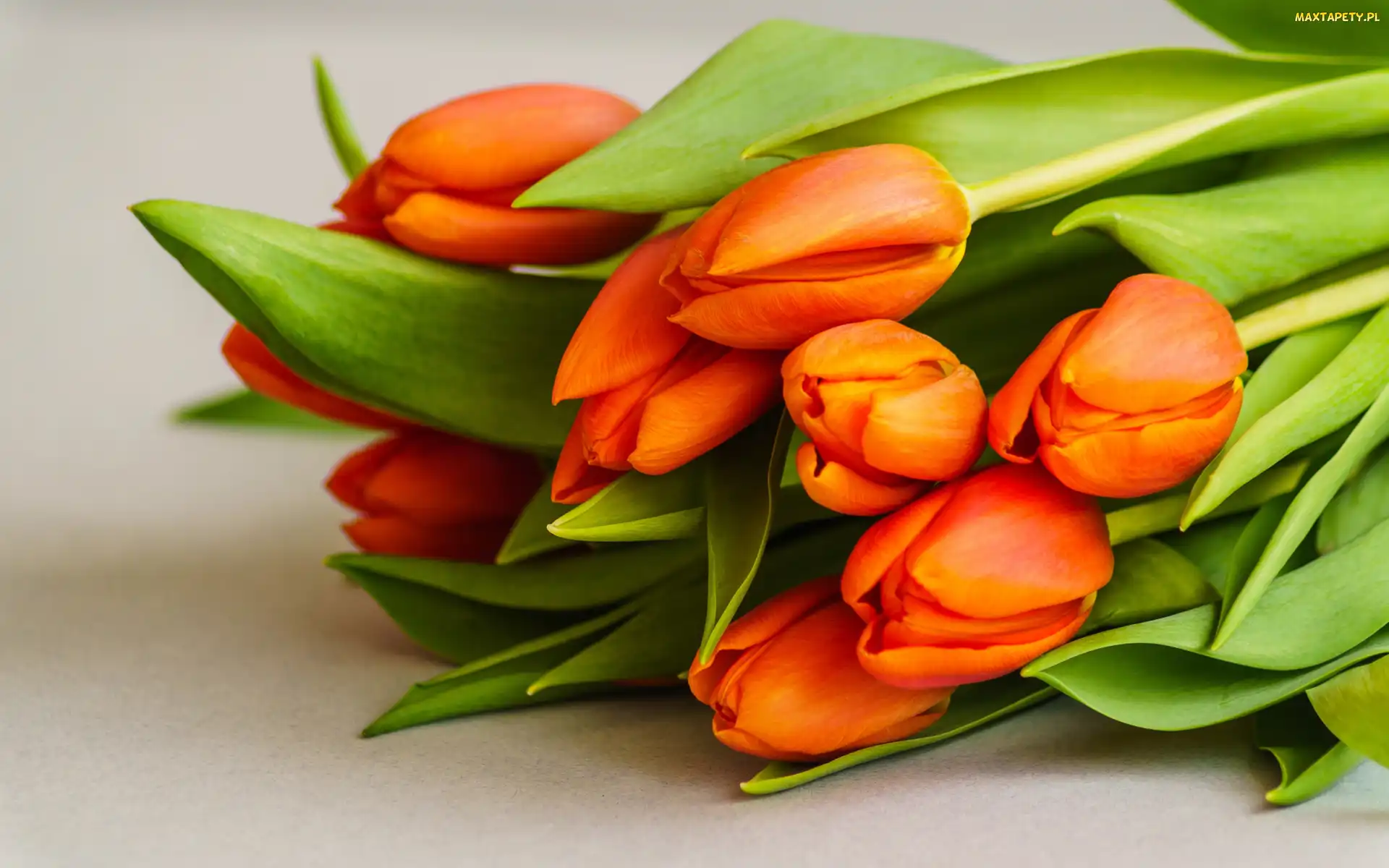Tulipany, Pomarańczowe, Kwiaty, Bukiet