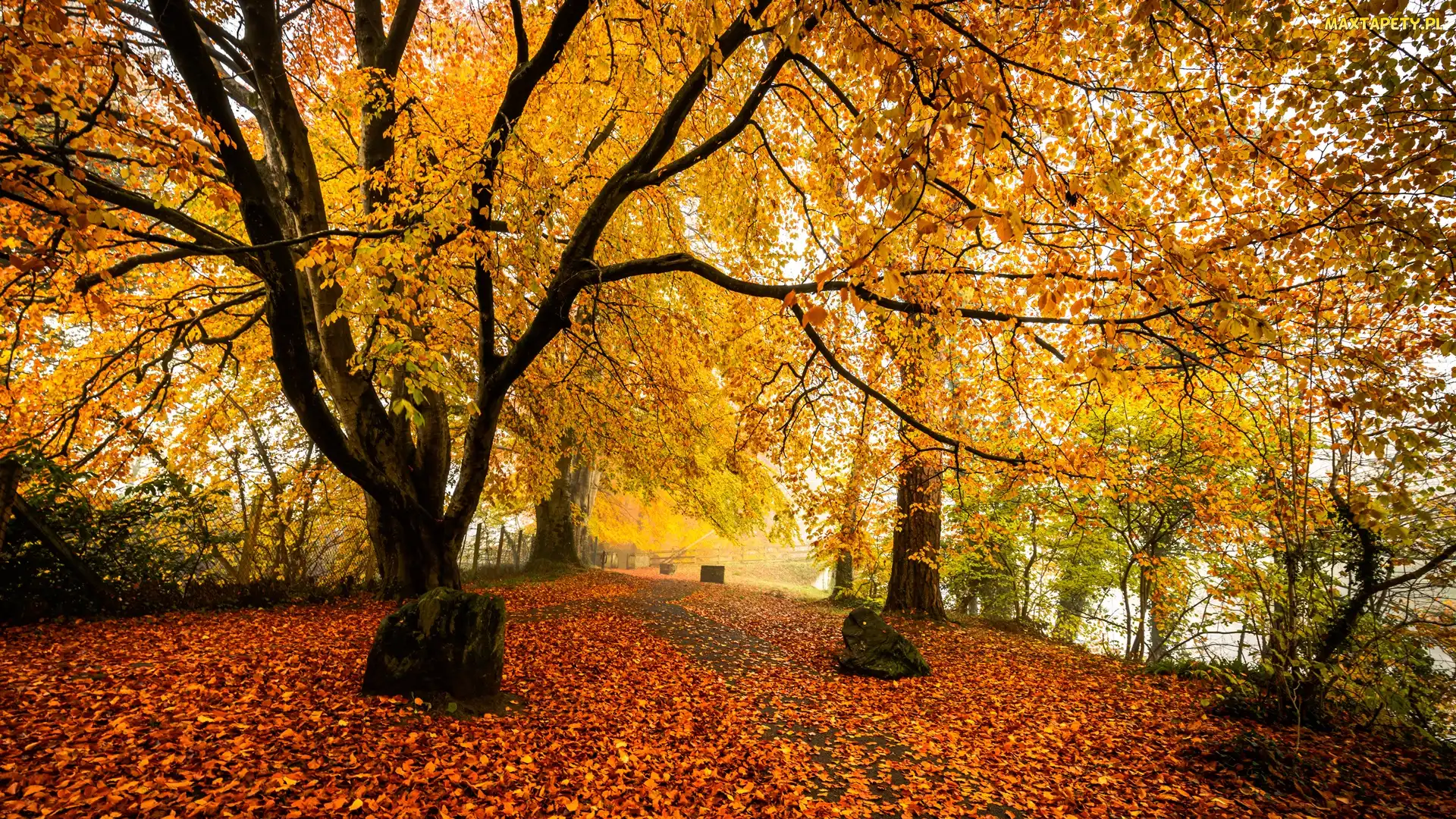 Liście, Jesień, Park, Drzewa