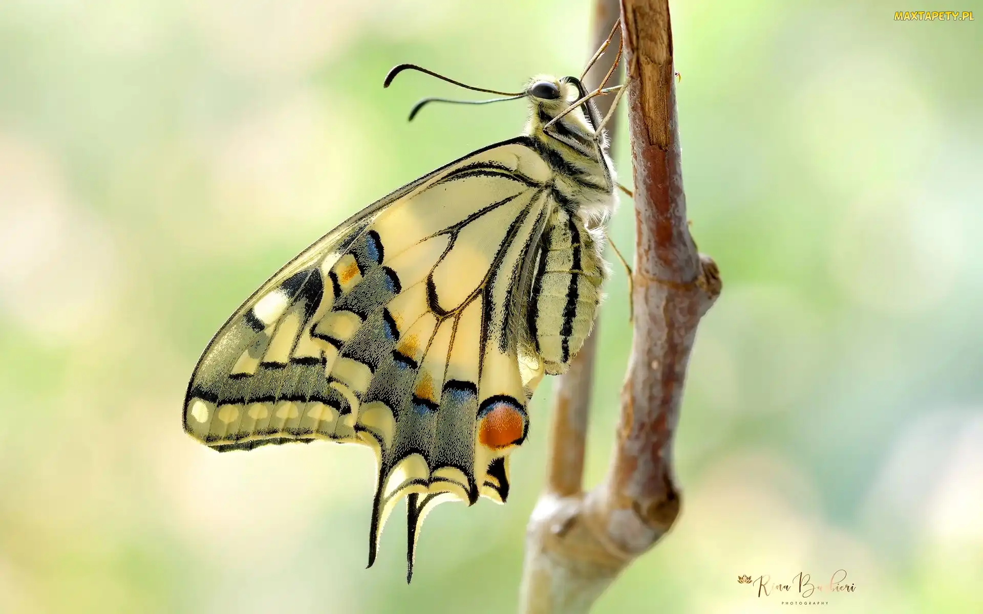 Gałązka, Paź królowej, Makro, Motyl