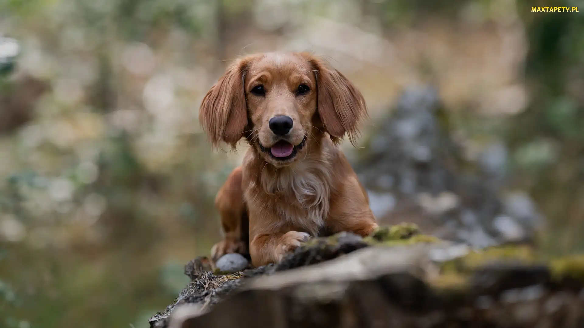 Szczeniak, Working cocker spaniel, Pies