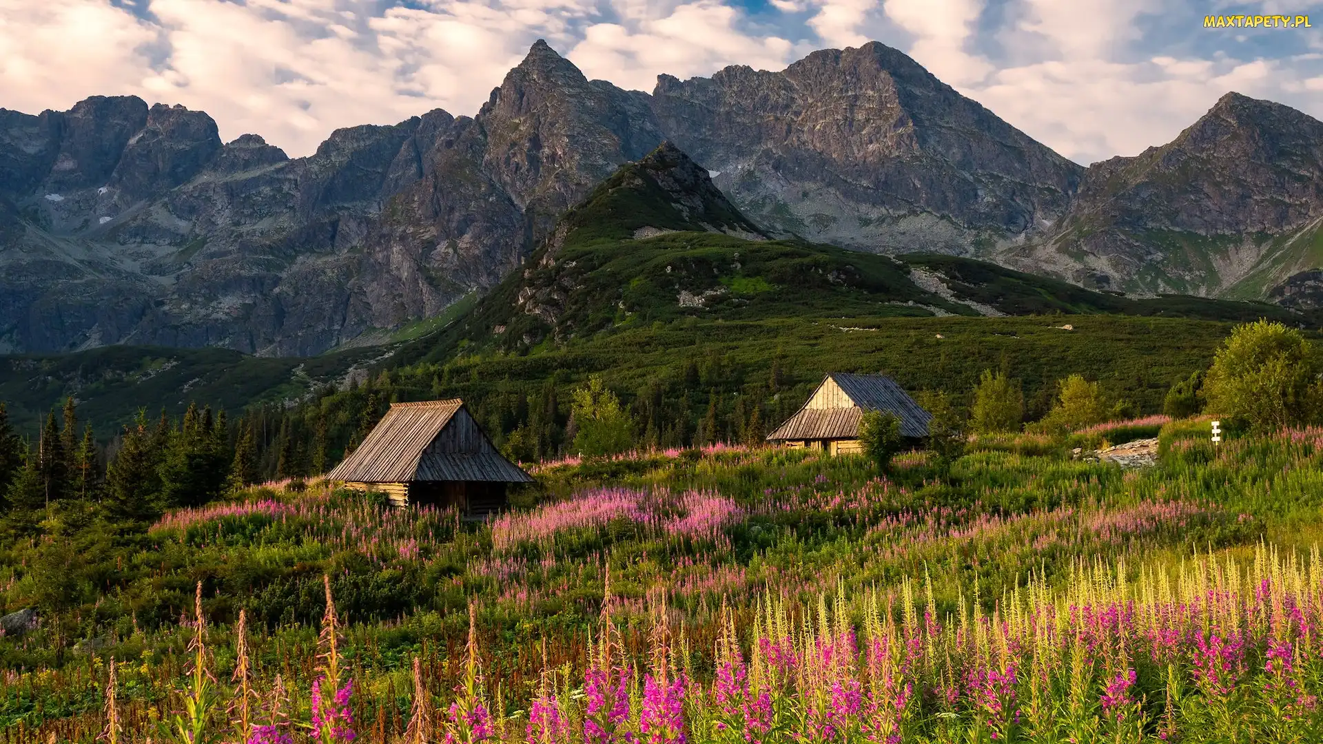 Góry, Tatrzański Park Narodowy, Kwiaty, Polska, Wierzbówka kiprzyca, Drewniane, Tatry, Hala Gąsienicowa, Łąka Domy