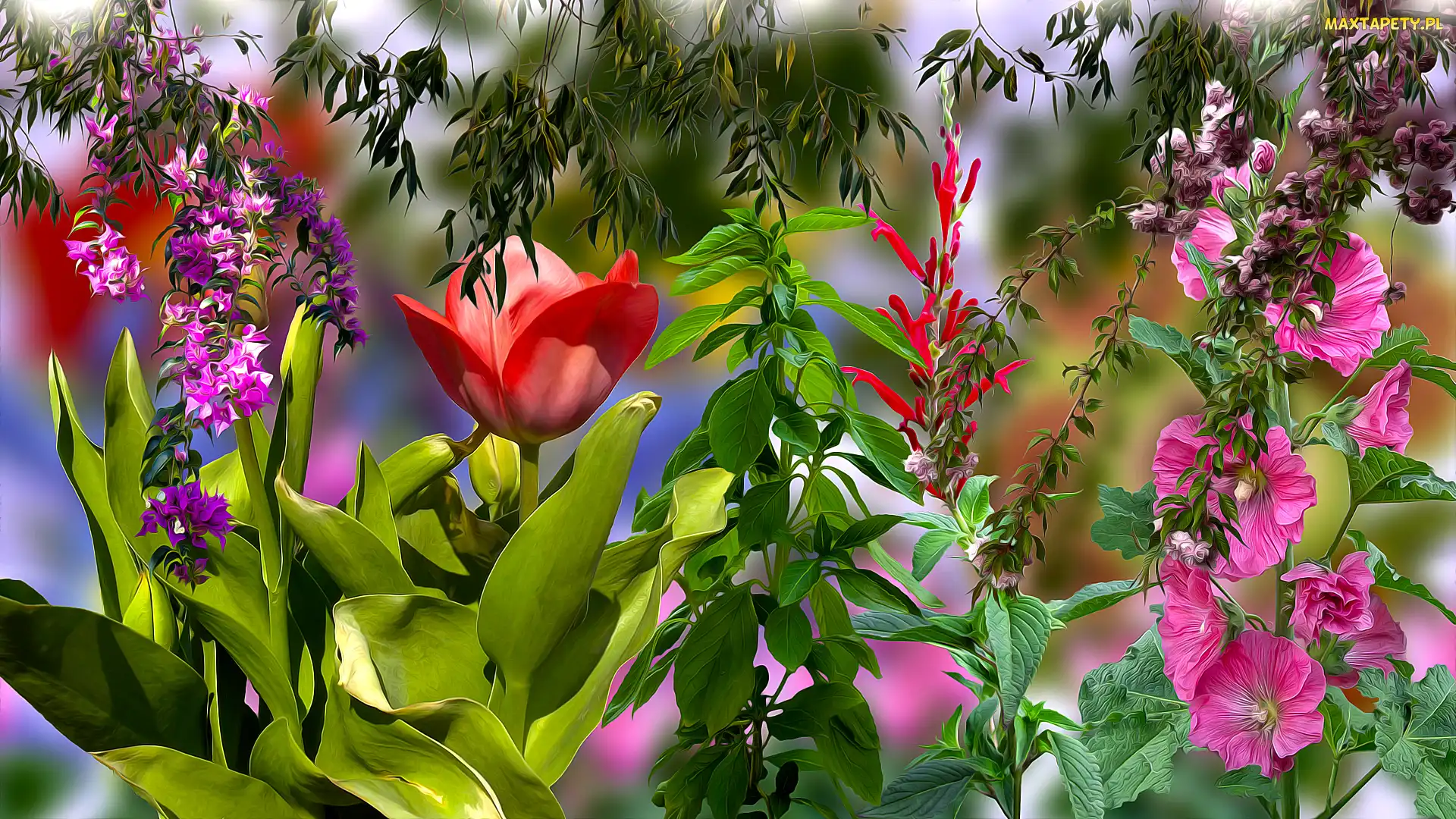 Grafika, Malwy, Kwiaty, Tulipan