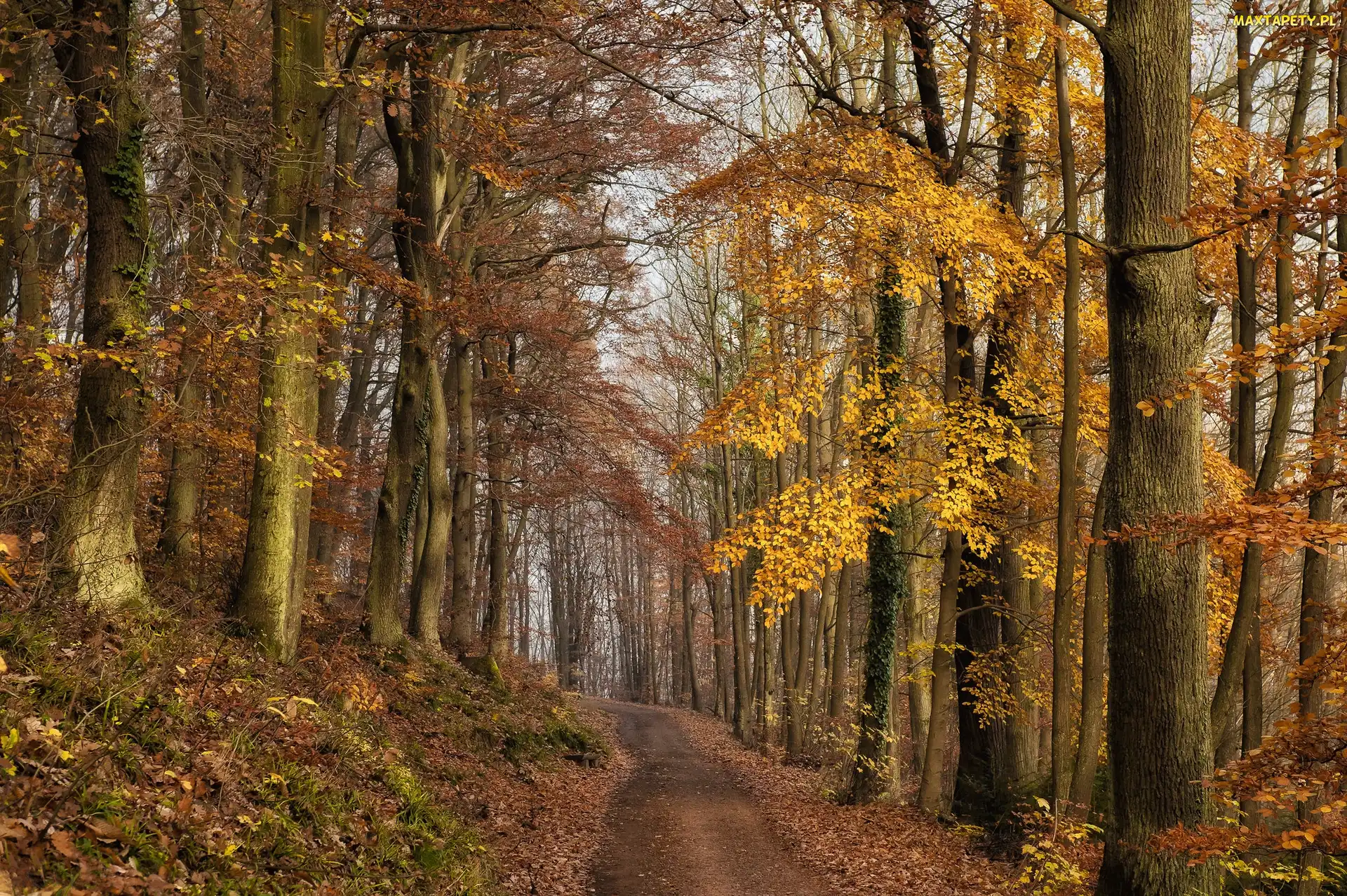 Las, Droga, Jesień, Drzewa, Liście, Ścieżka