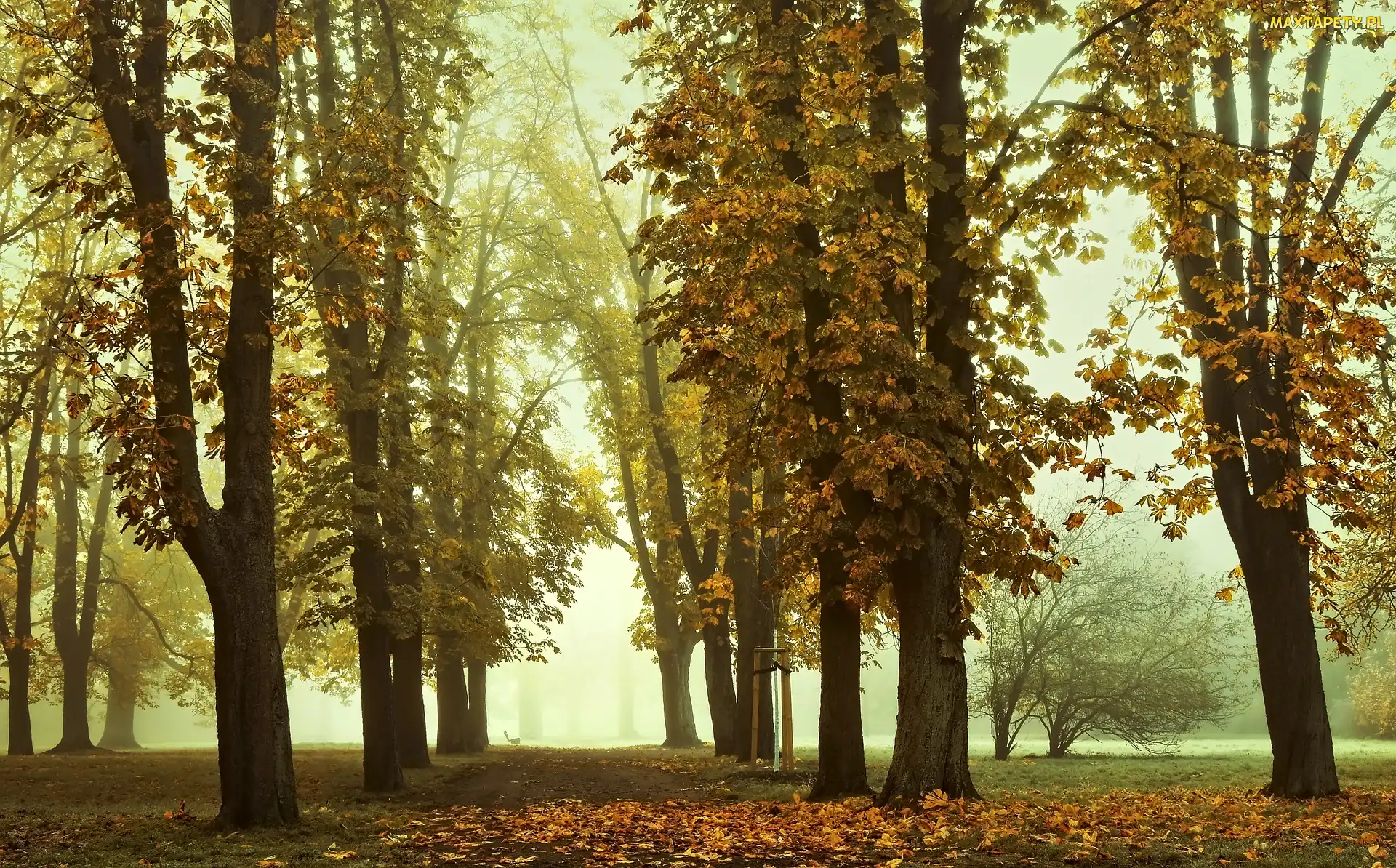 Liście, Opadłe, Kasztanowce, Jesień, Park, Mgła