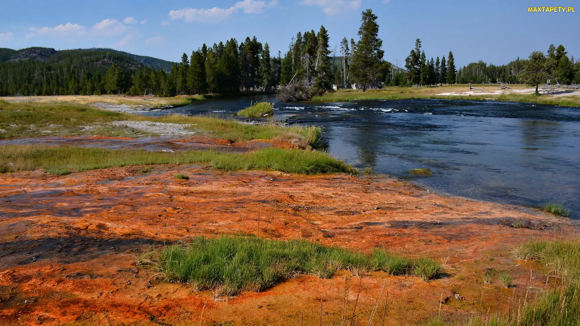 Drzewa, Las, Stany Zjednoczone, Trawy, Park Narodowy Yellowstone, Rzeka