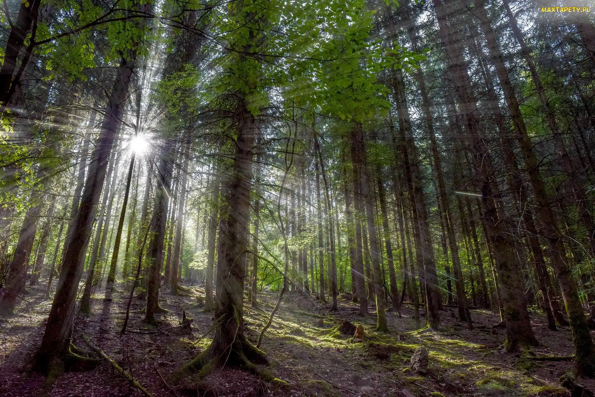 Promienie słońca, Przebijające światło, Drzewa, Las