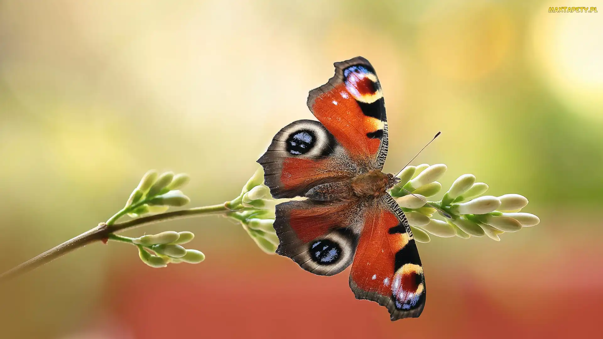 Makro, Roślina, Motyl, Rusałka pawik