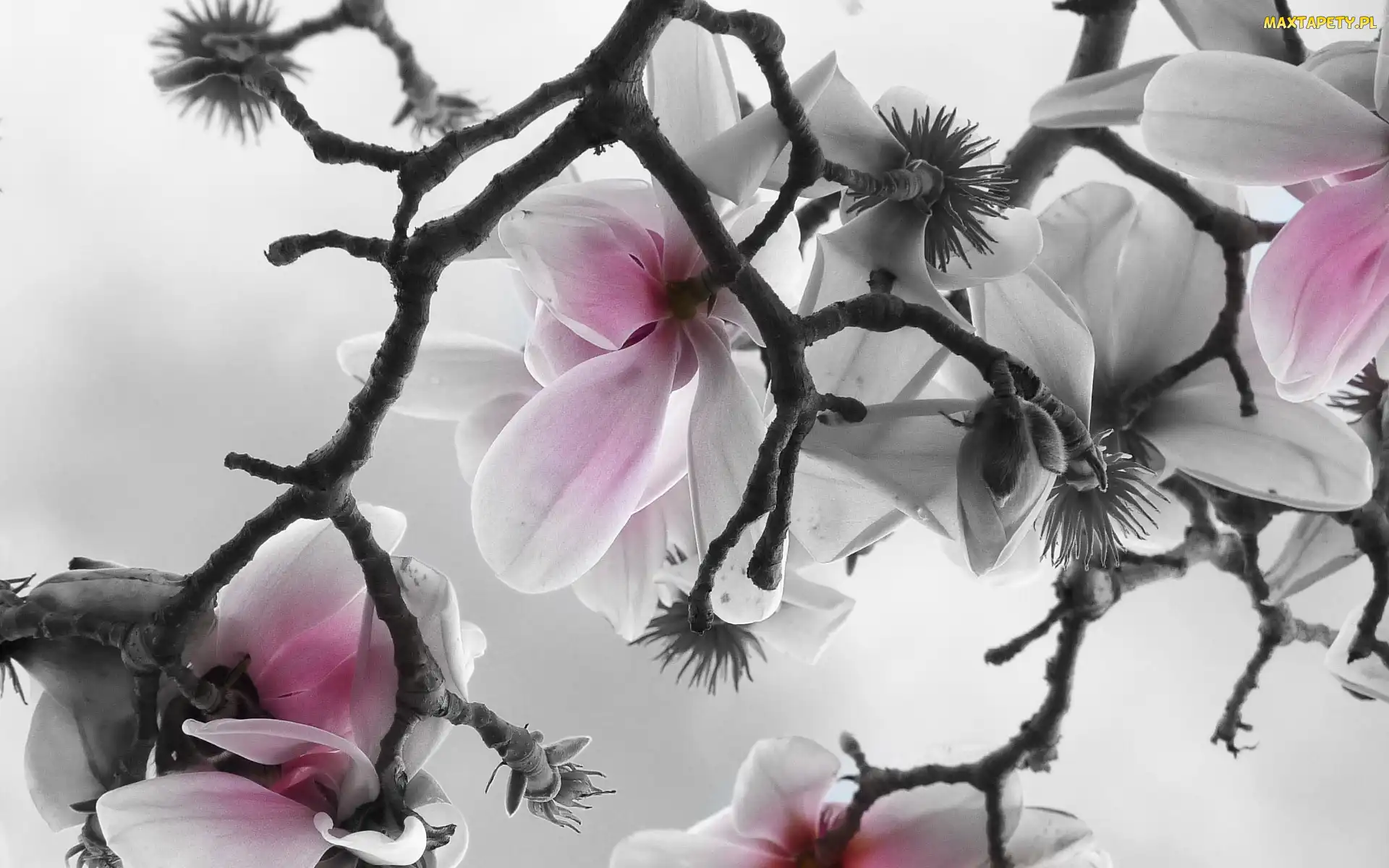 Gałązka, Magnolia, Kwiaty, Bladoróżowe