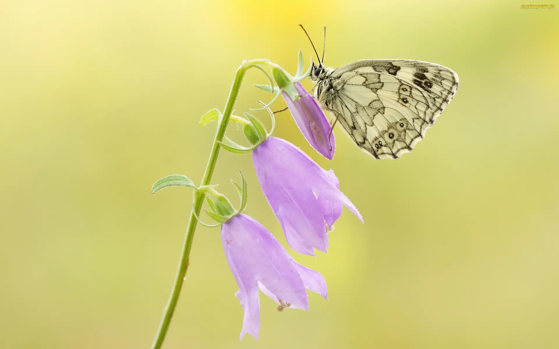 Polowiec szachownica, Motyl, Kwiat, Dzwonki