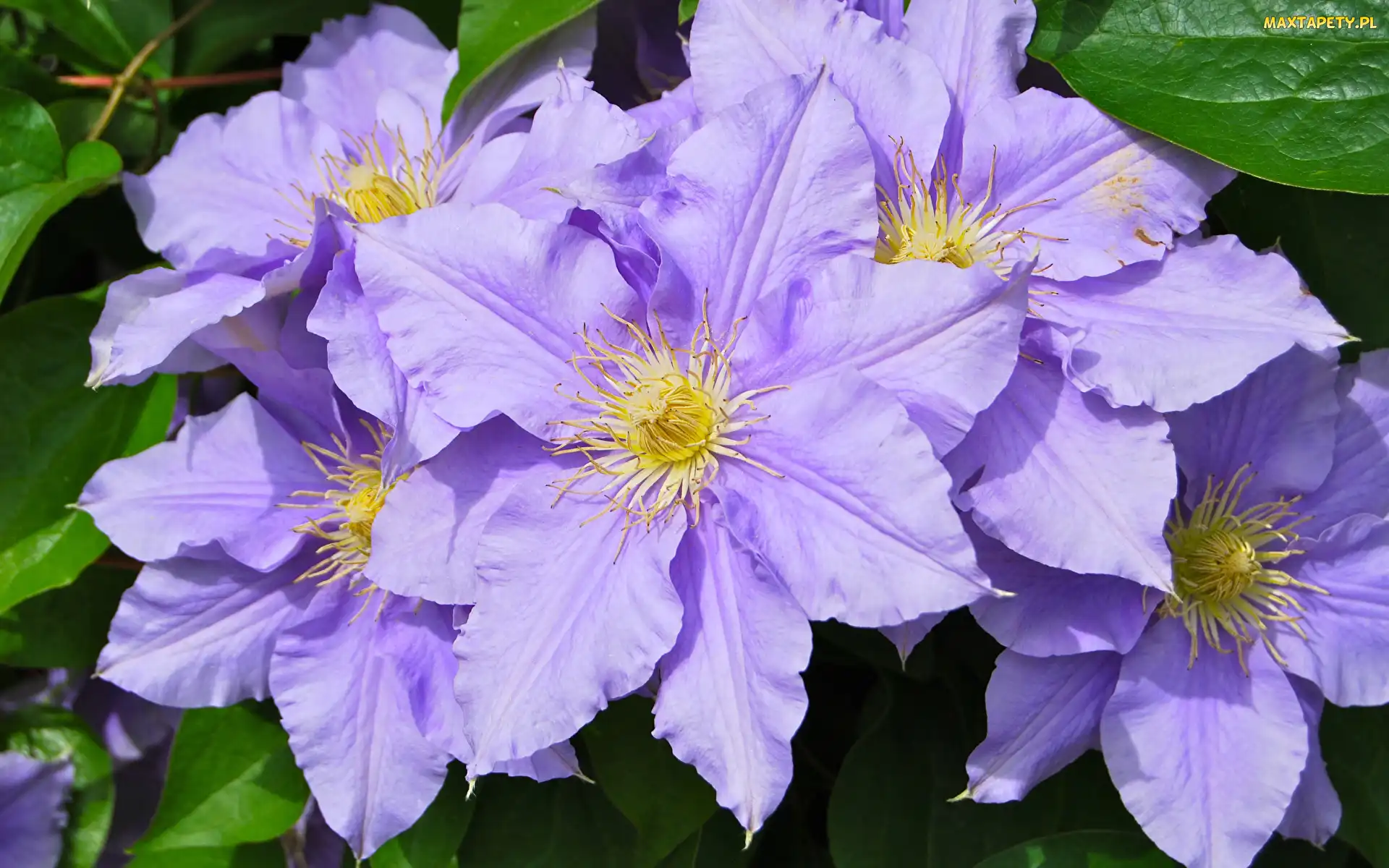 Listki, Powojniki, Kwiaty, Clematis