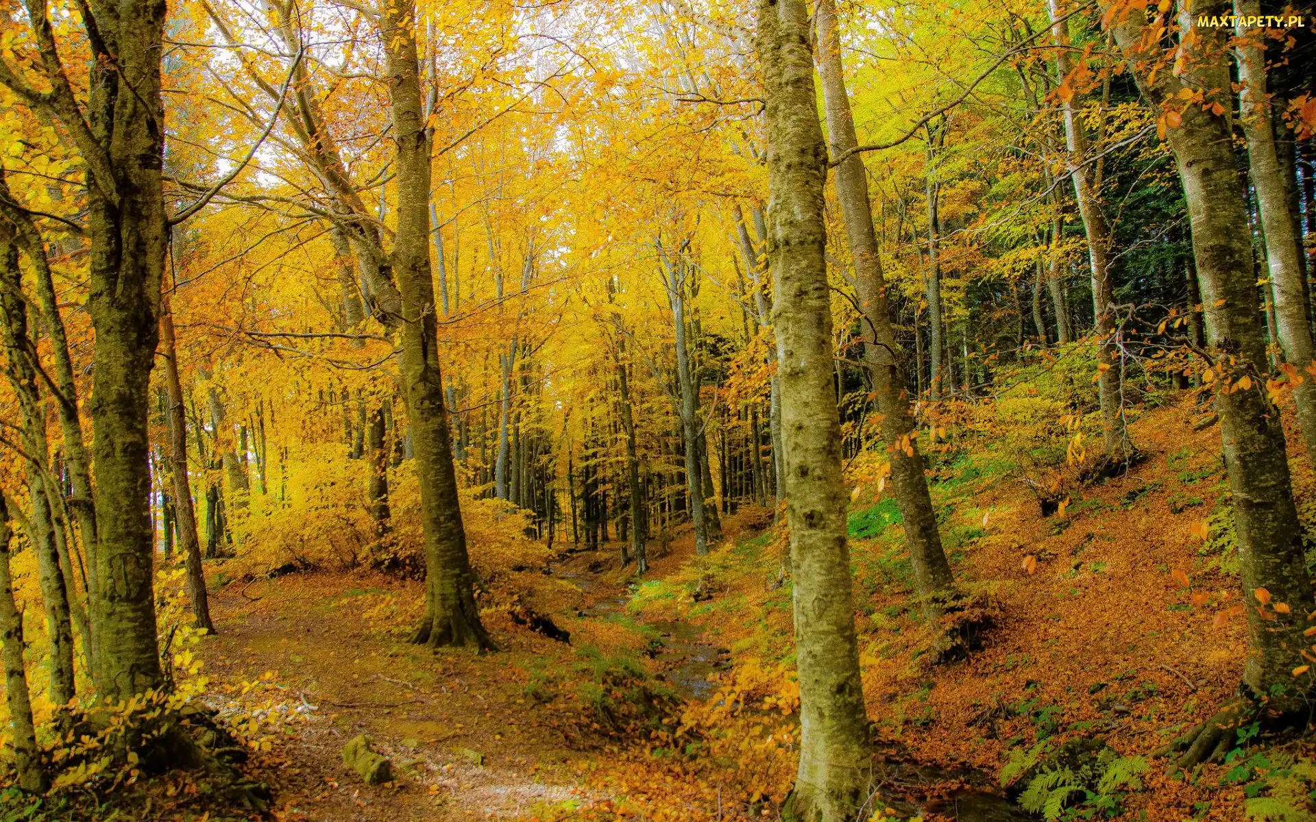 Las, Strumień, Krzewy, Drzewa, Jesień