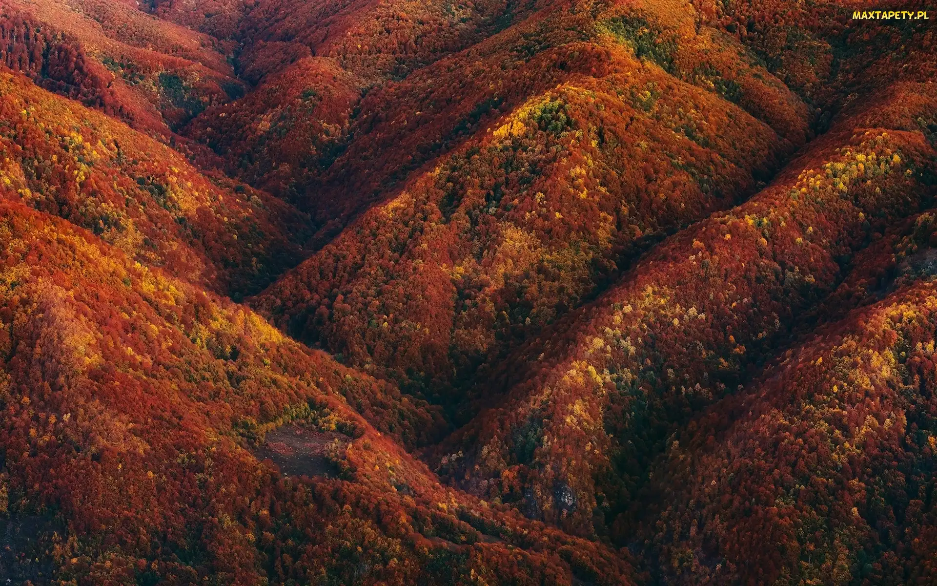 Lasy, Drzewa, Kolorowe, Jesień, Góry