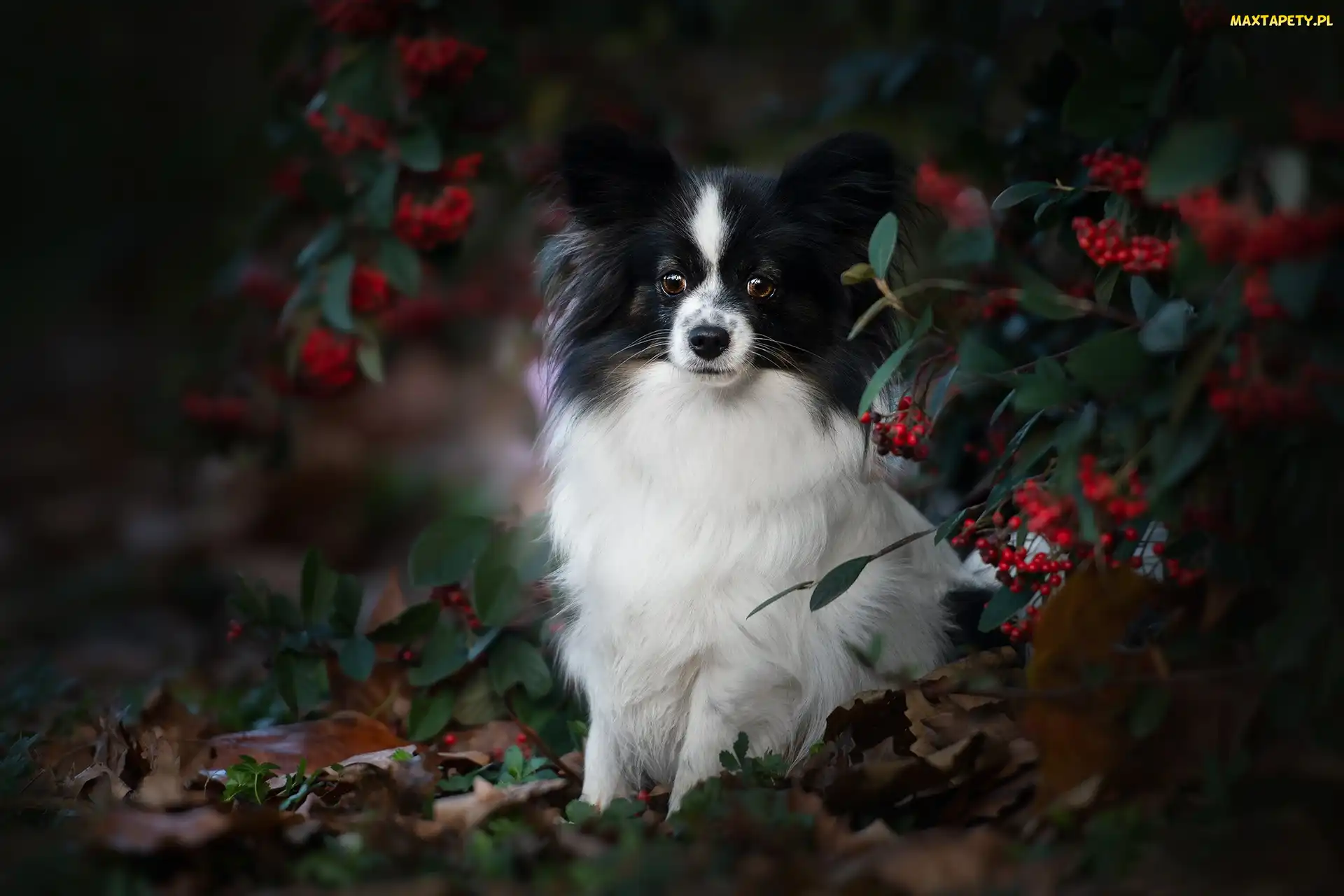 Krzew, Jagody, Spaniel kontynentalny miniaturowy Papillon