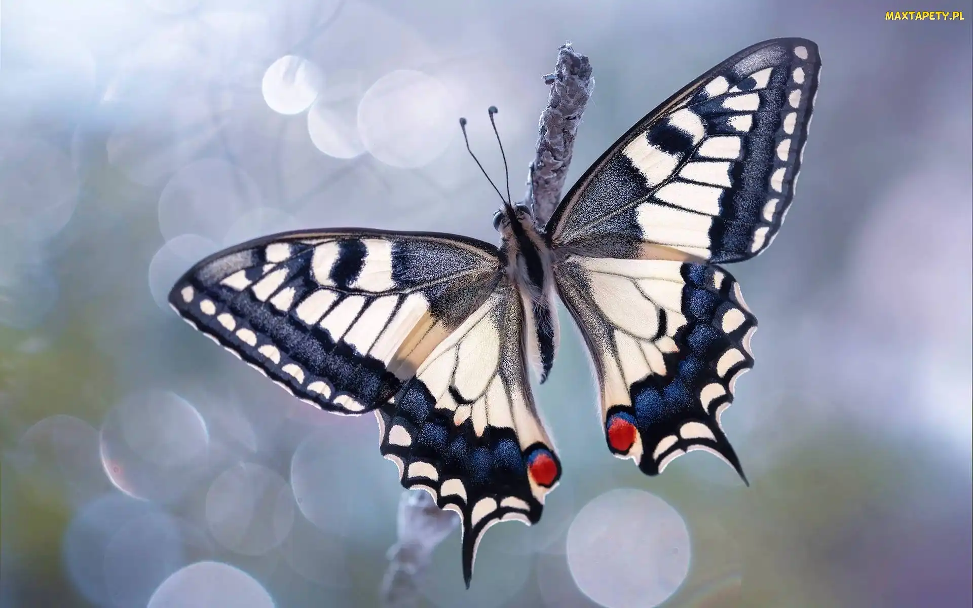 Makro, Rozmycie, Motyl, Paź królowej