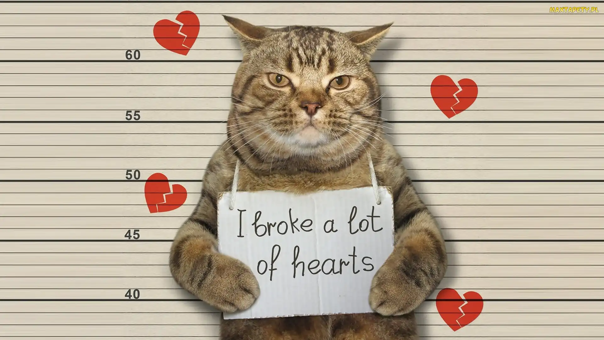Kartka, Serca, I broke a lot of hearts, Napis, Kot