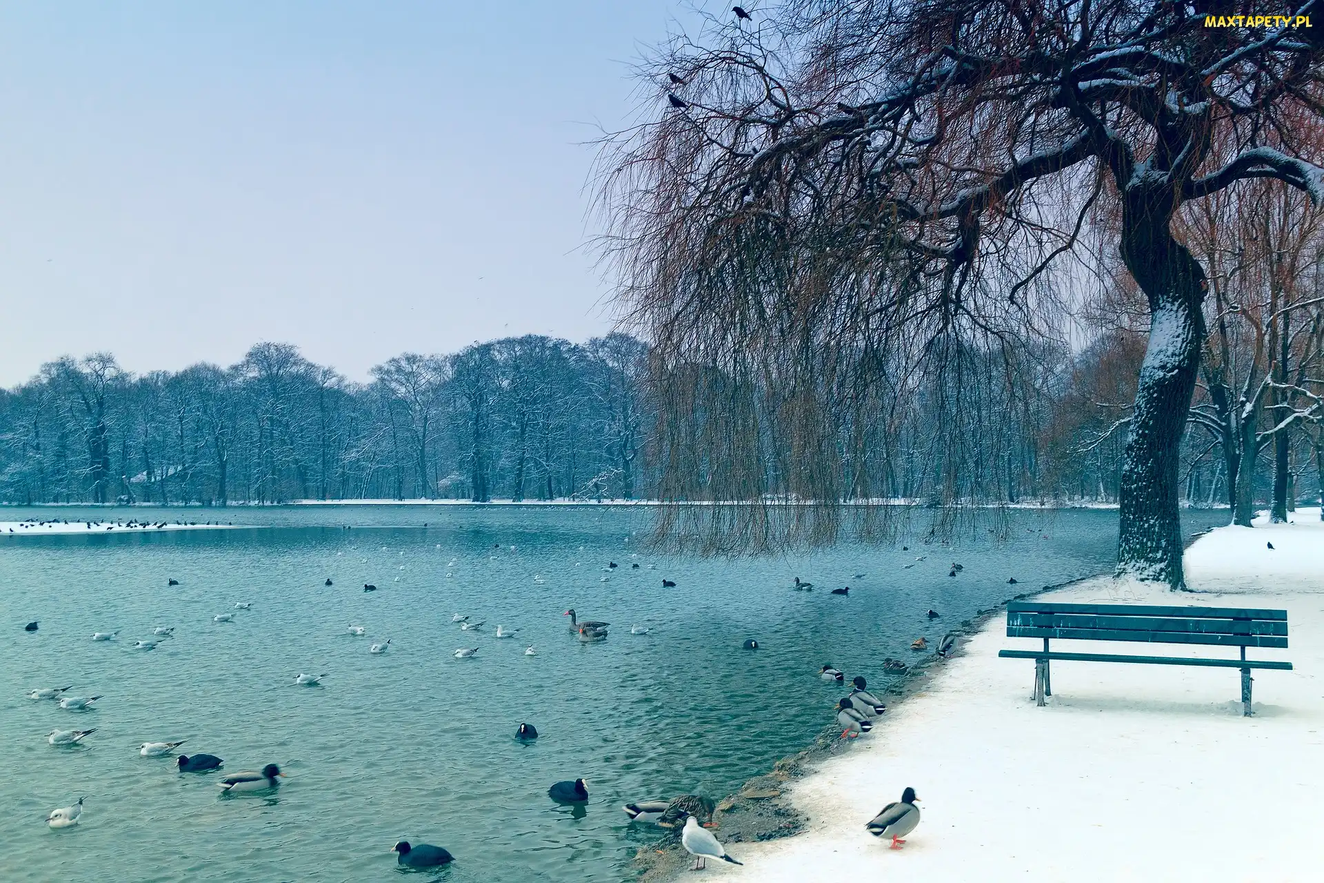 Staw, Wierzba, Park, Zima, Ławeczka, Kaczki, Ptaki, Śnieg, Drzewa
