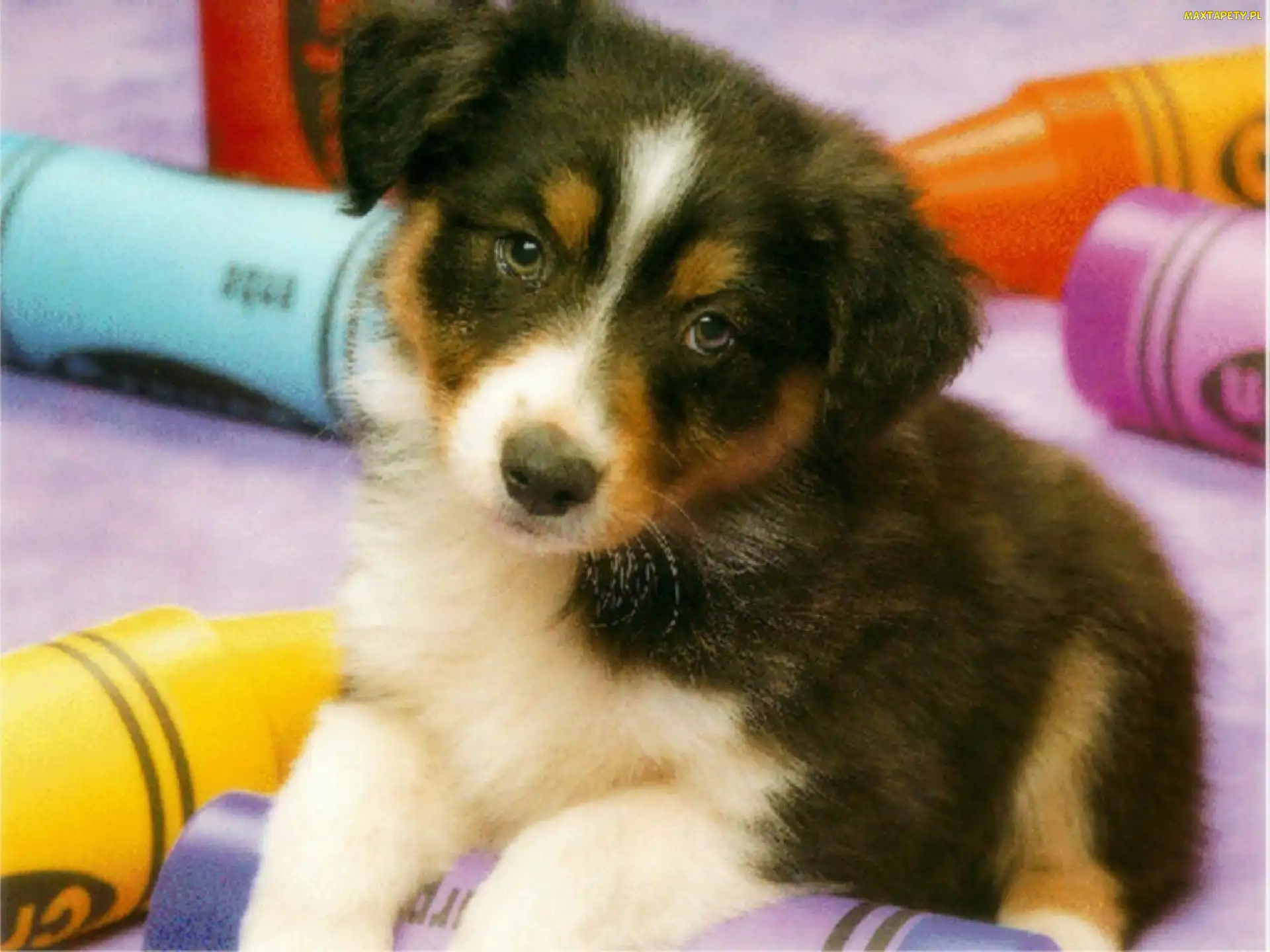Szczeniaczek, Bearded collie, Piesek