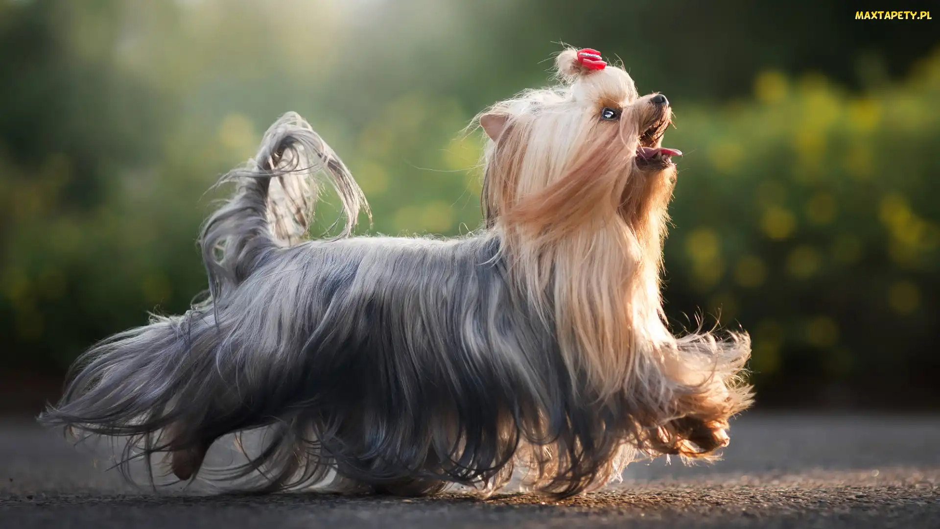 Kokardka, Grzywka, Pies, Yorkshire terrier