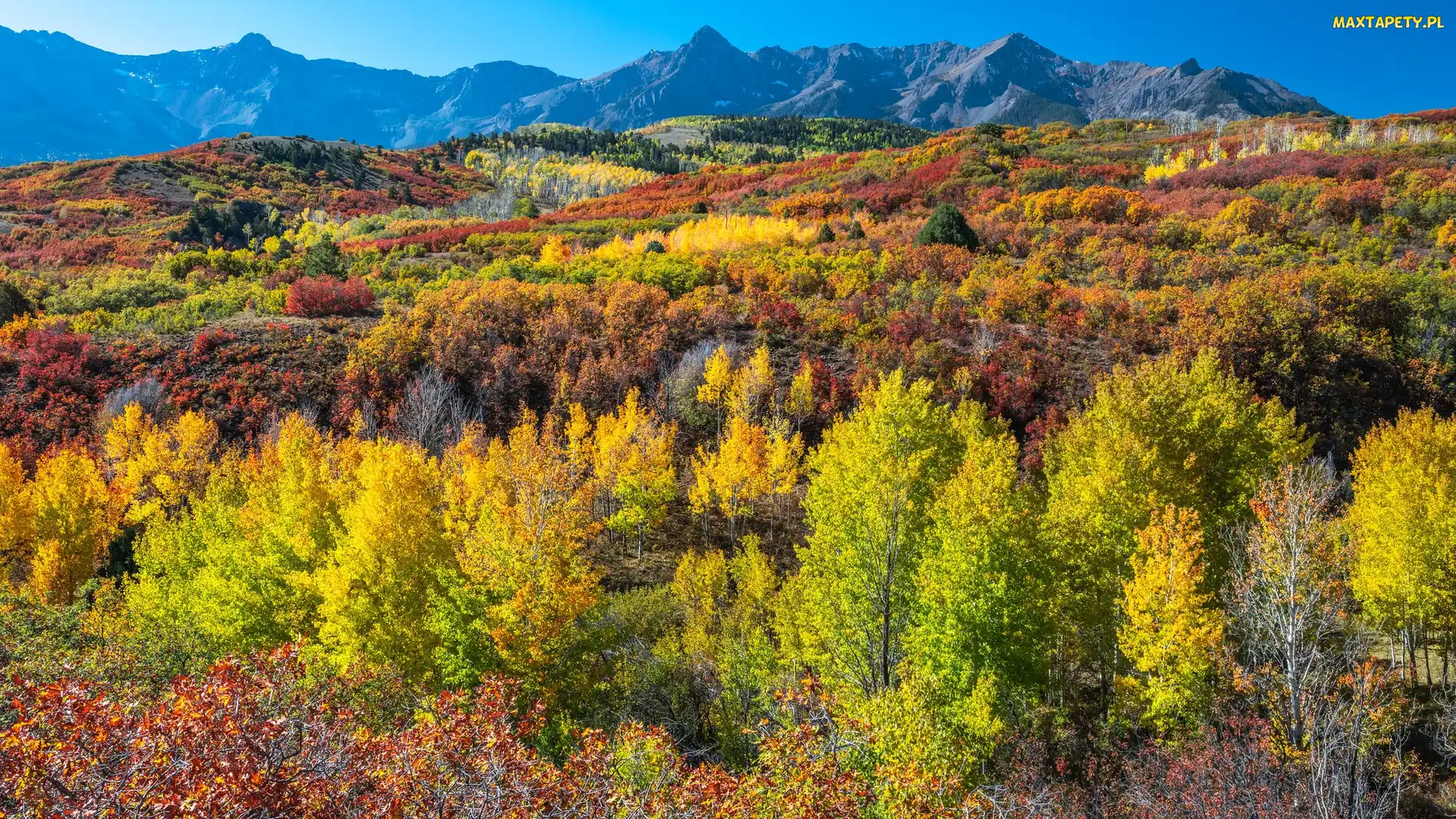 Kolorowe, Góry, Jesień, Stany Zjednoczone, Las, Drzewa, Kolorado, San Juan Mountains
