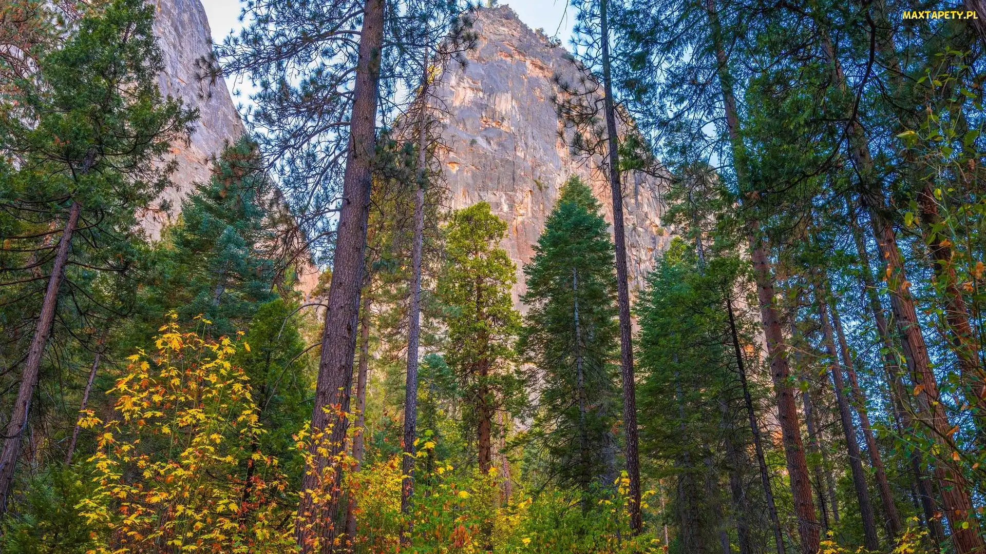 Stany Zjednoczone, Stan Kalifornia, Góry, Park Narodowy Yosemite, Drzewa, Sosny