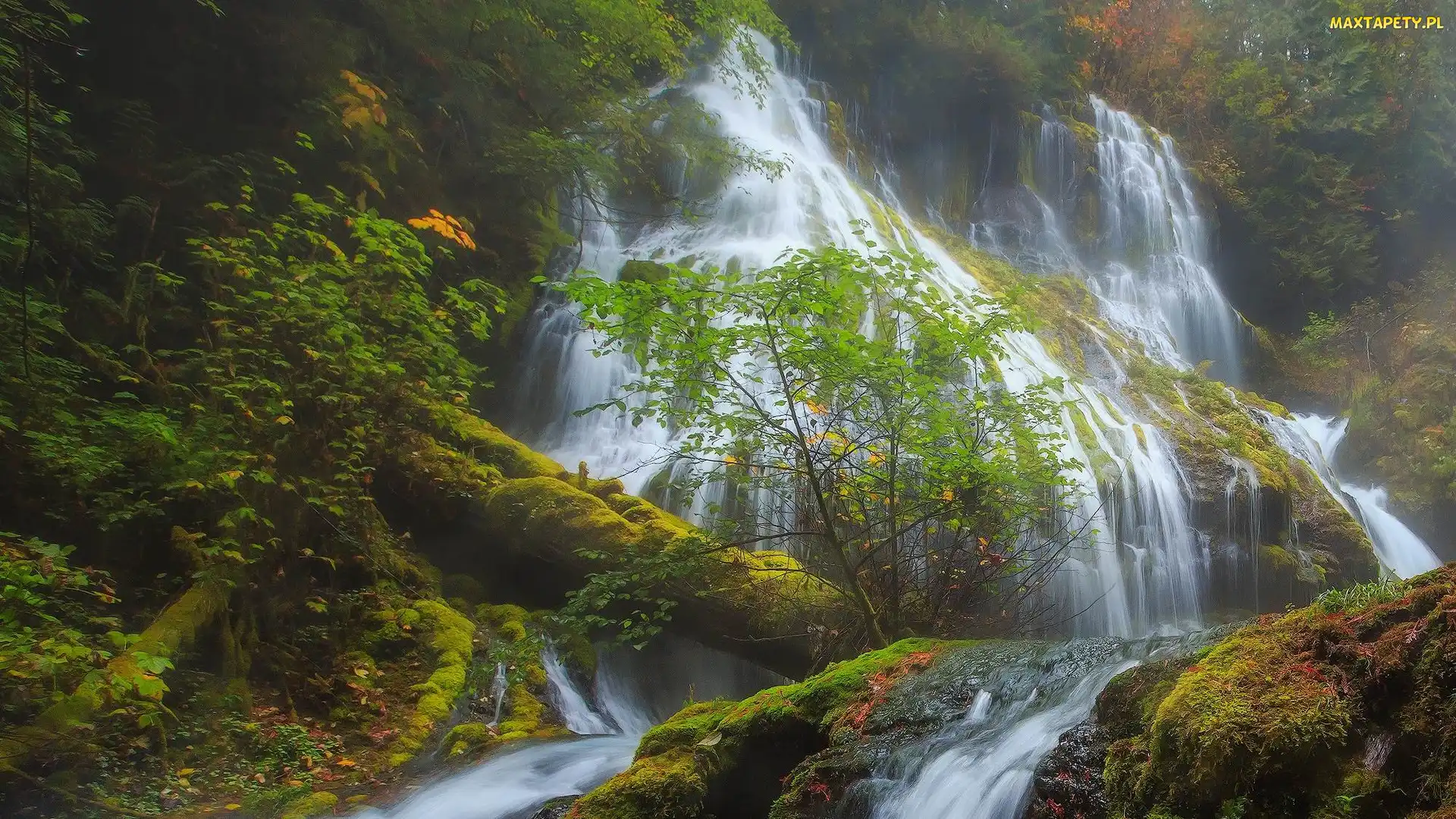 Panther Creek Falls, Drzewa, Wodospad, Skały, Stan Waszyngton, Omszone, Stany Zjednoczone, Rośliny
