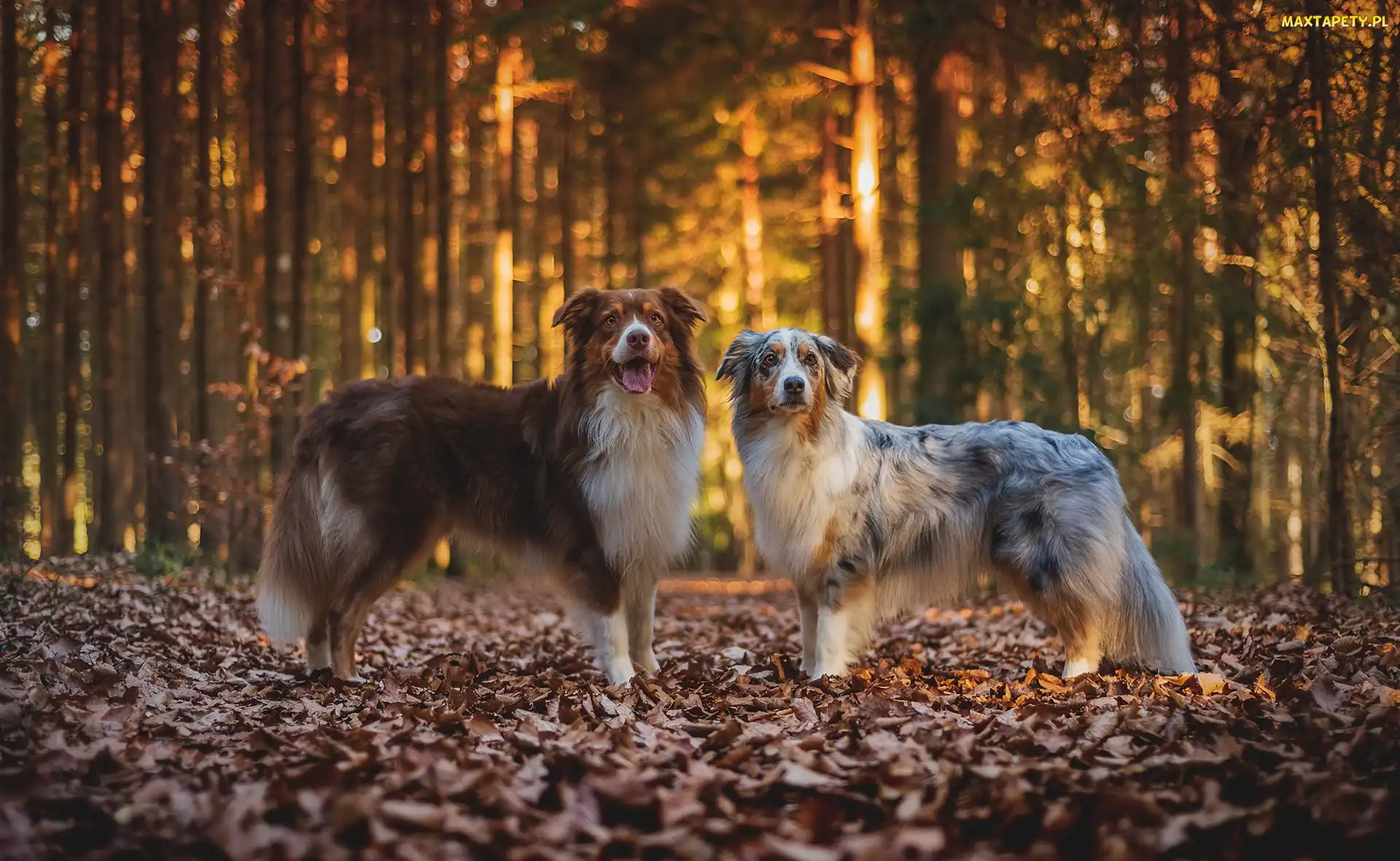 Liście, Owczarki australijskie, Las, Jesień, Dwa, Psy