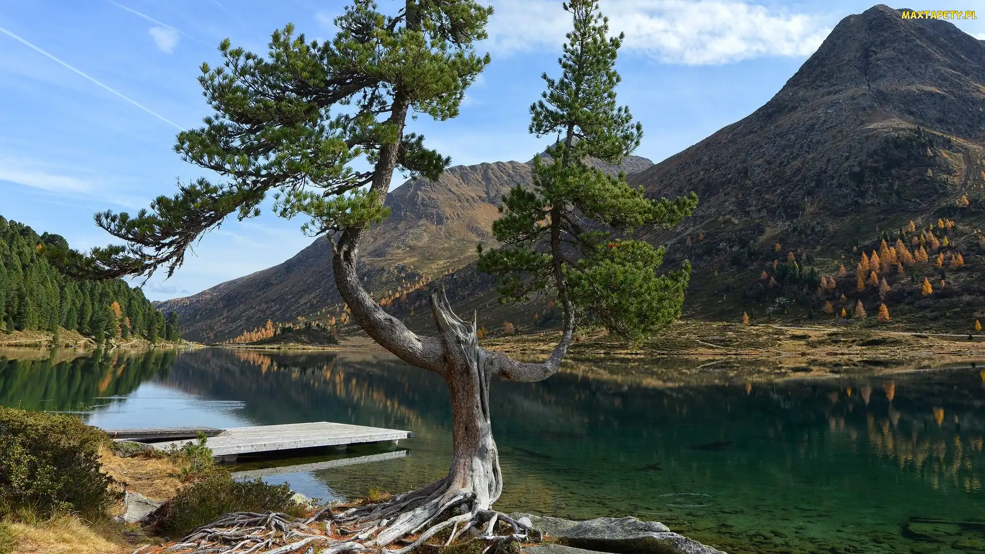 Niemcy, Park Narodowy Berchtesgaden, Pomost, Bawaria, Góry, Sosna, Alpy, Jezioro, Drzewo, Obersee