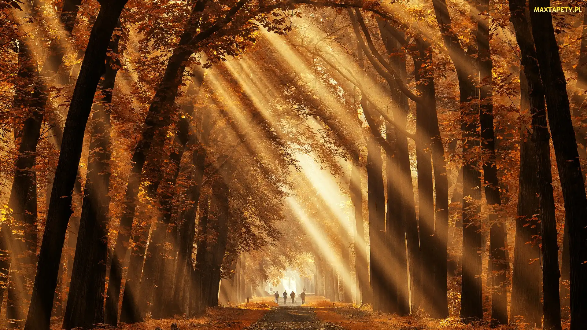 Ścieżka, Słoneczne, Drzewa, Liście, Przebijające światło, Las, Jesień