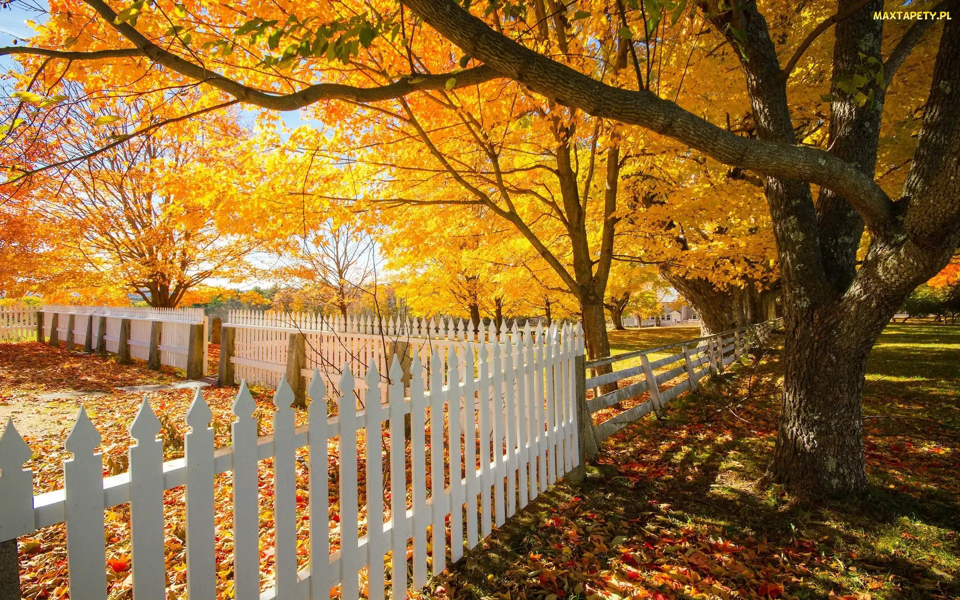 New Hampshire, Canterbury, Drzewa, Stany Zjednoczone, Shaker Village, Jesień, Ogrodzenie