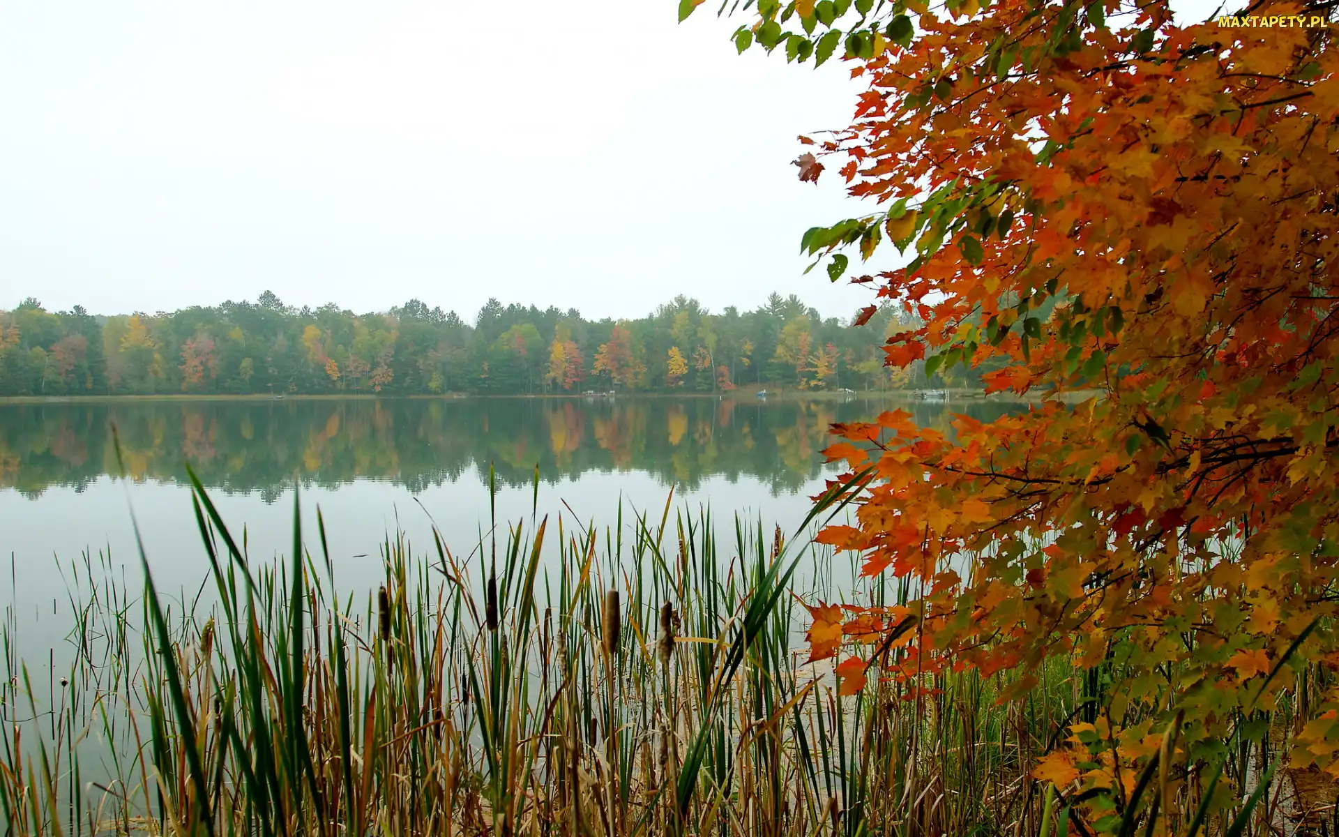 Tatarak, Jezioro, Drzewo, Kolorowe, Gałęzie, Liście
