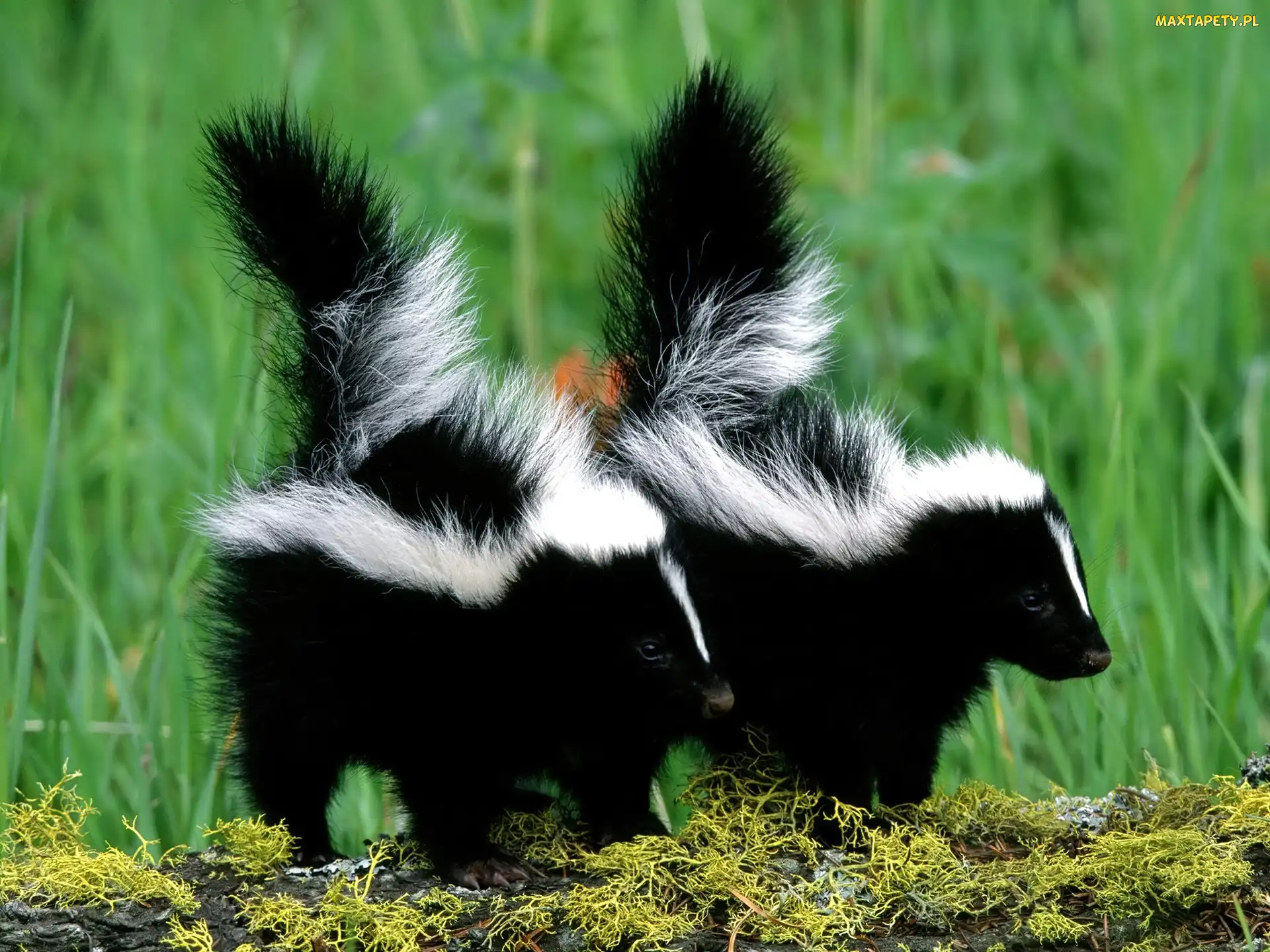 las, Skunksy