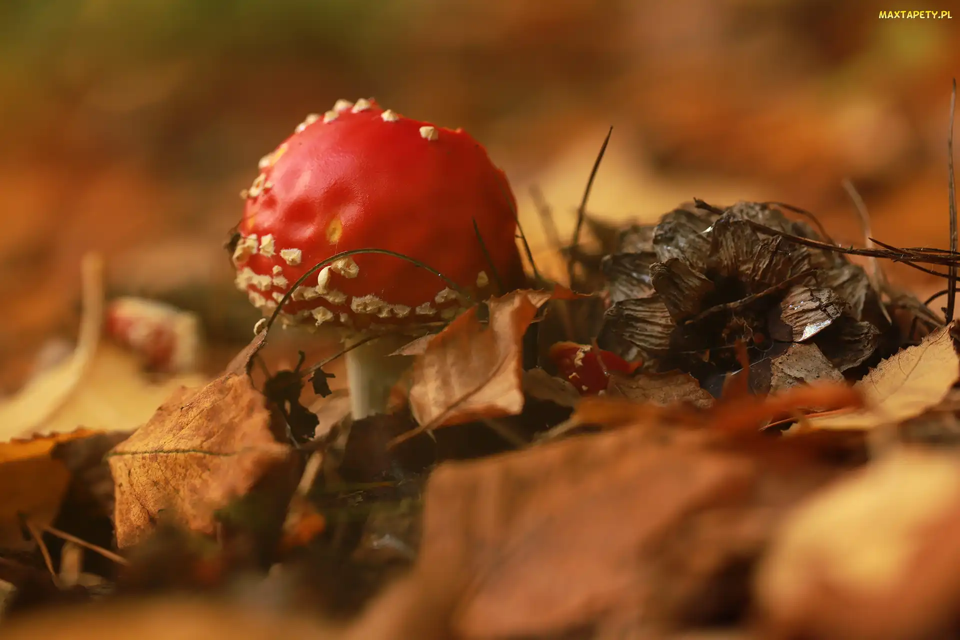 Muchomor czerwony, Zbliżenie, Liście, Grzyb