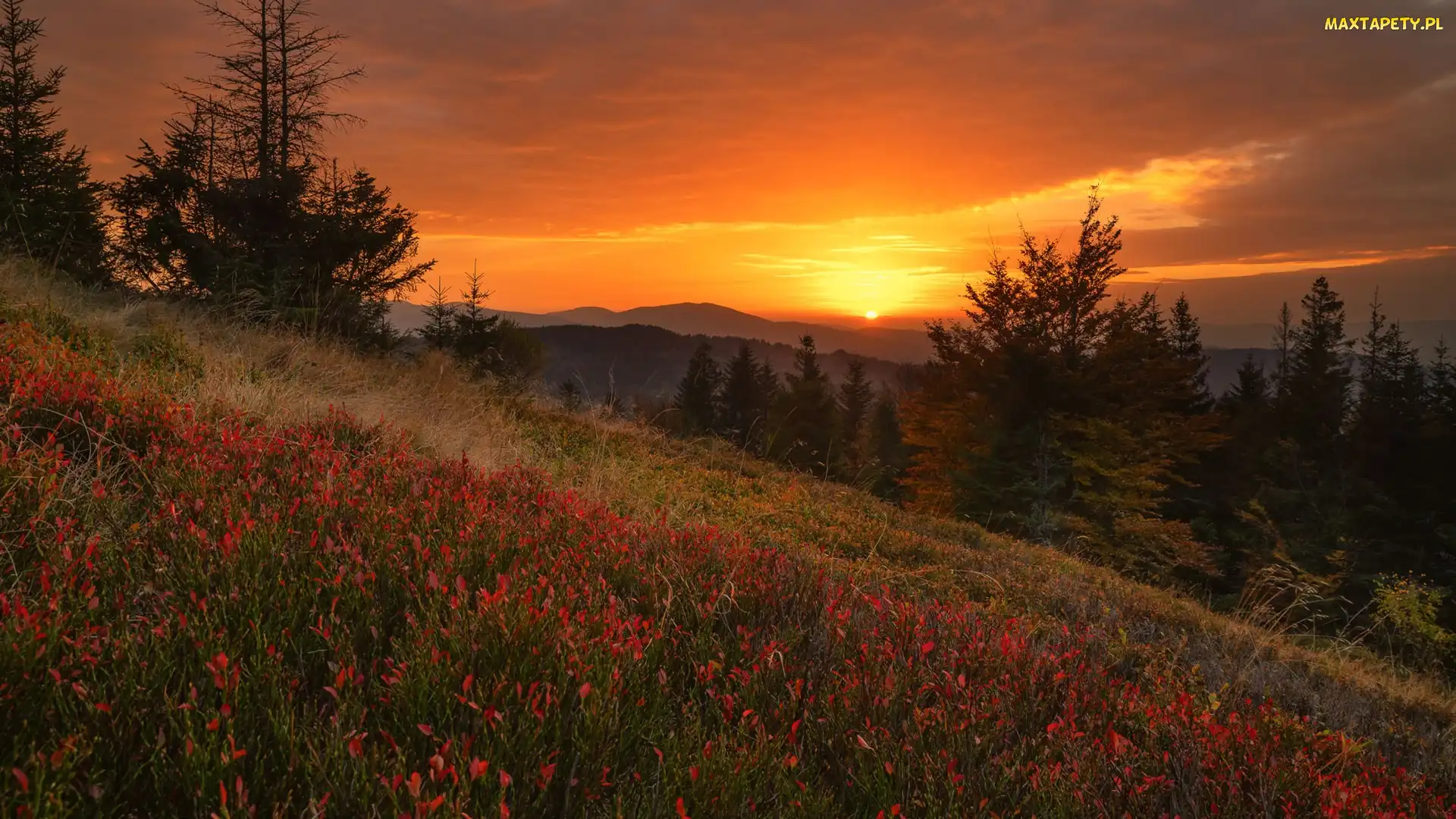 Polska, Beskid Żywiecki, Lasy, Góry, Drzewa, Roślinność