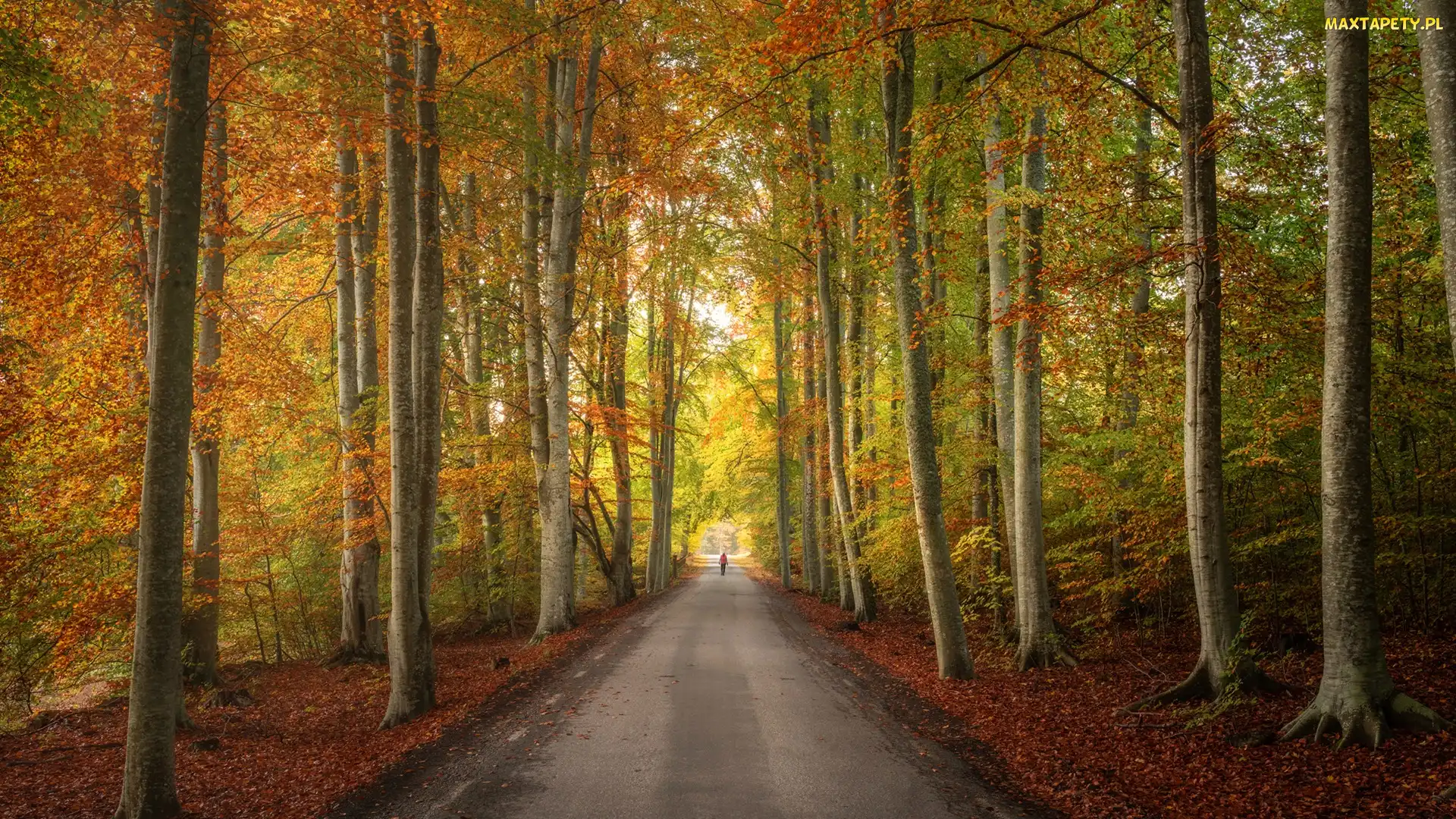 Jesień, Liście, Droga, Las, Wysokie, Drzewa