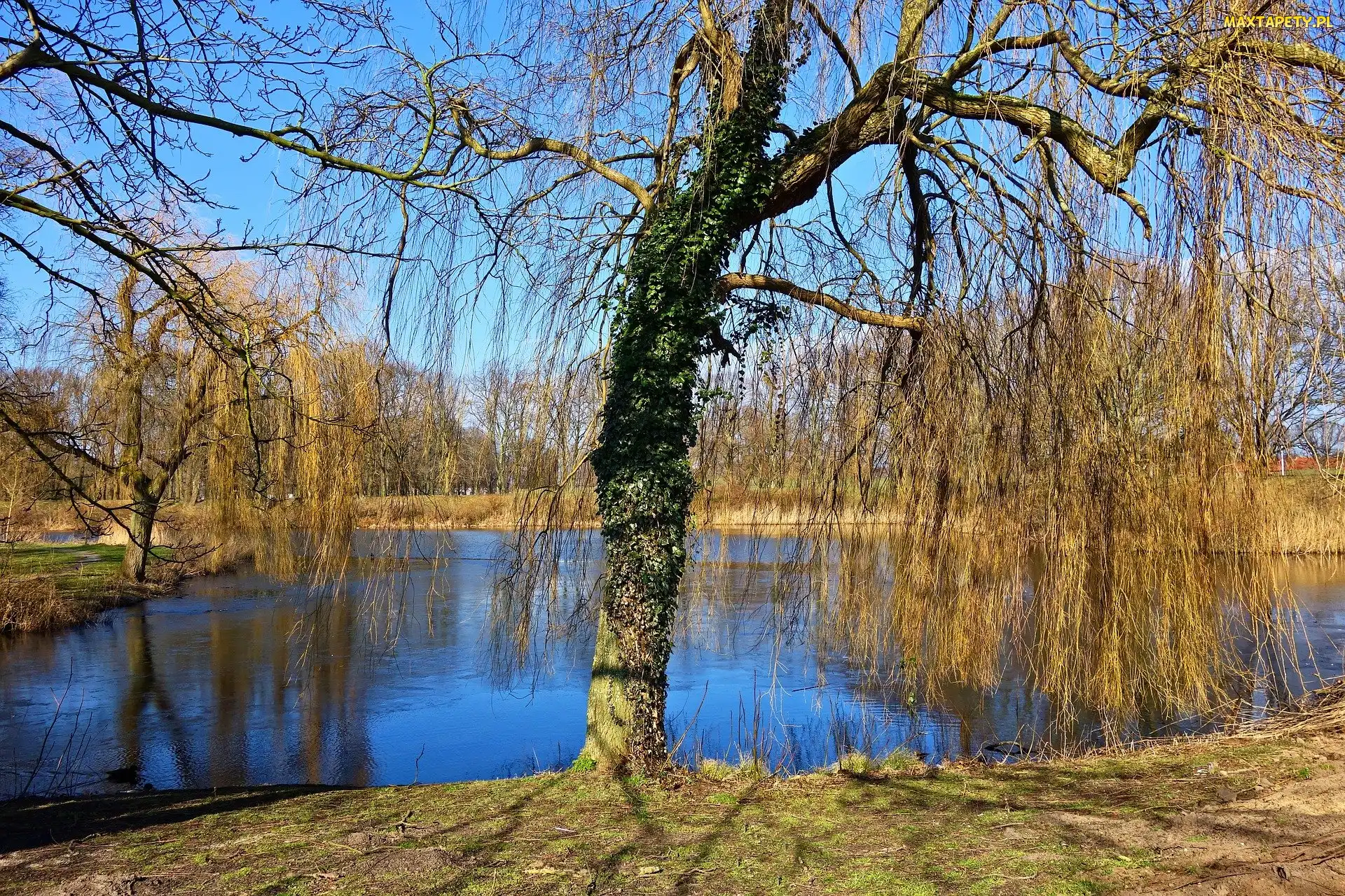 Park, Wierzby płaczące, Jesień, Staw