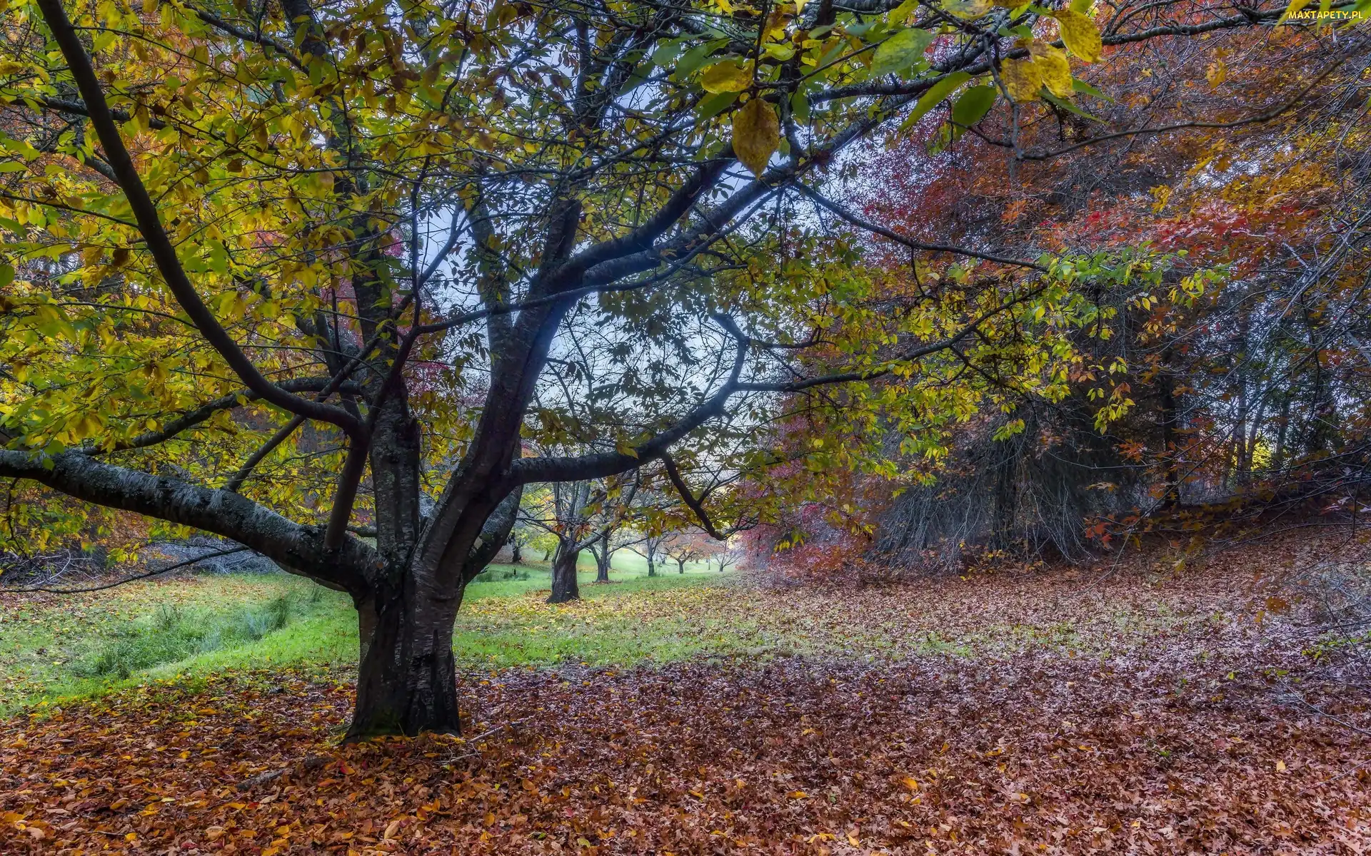 Drzewa, Jesień, Liście, Opadłe, Park