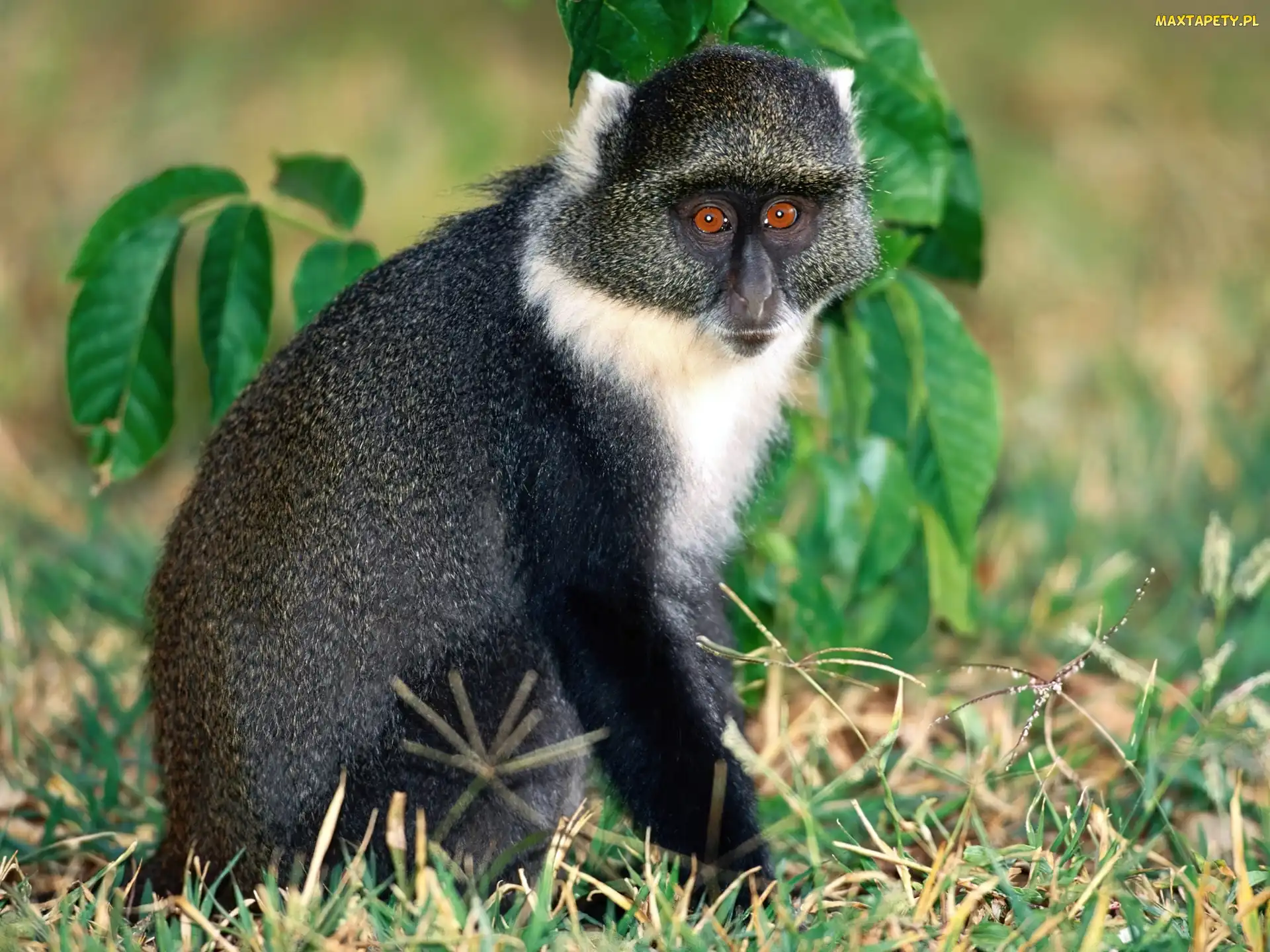 Małpa, lemur