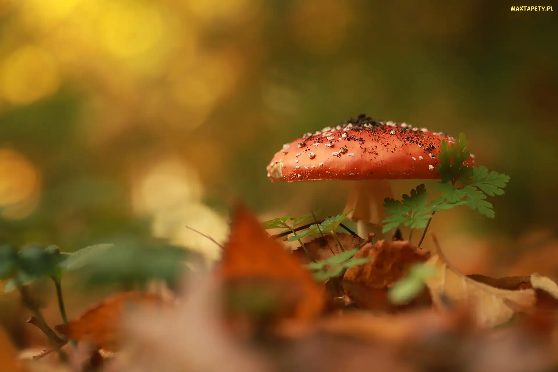 Zbliżenie, Liście, Muchomor czerwony, Grzyb