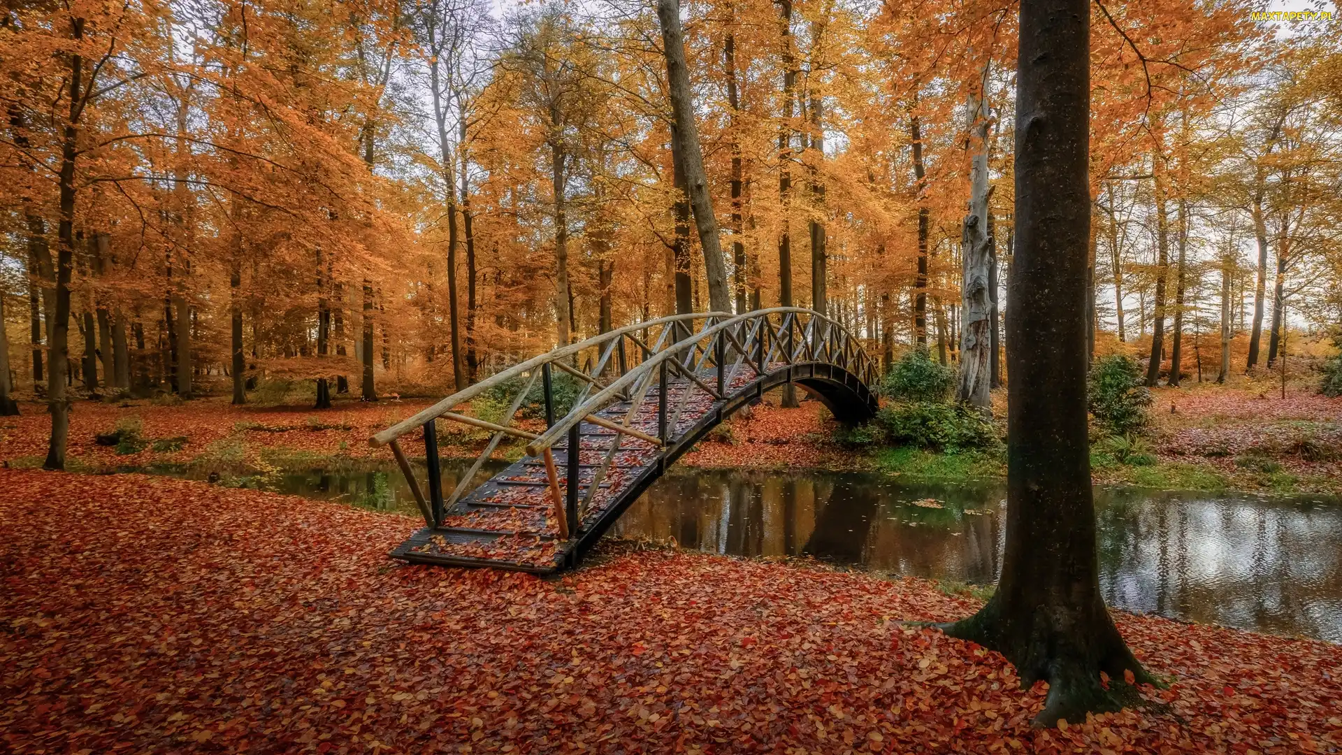 Jesień, Liście, Rzeczka, Park, Mostek, Drzewa