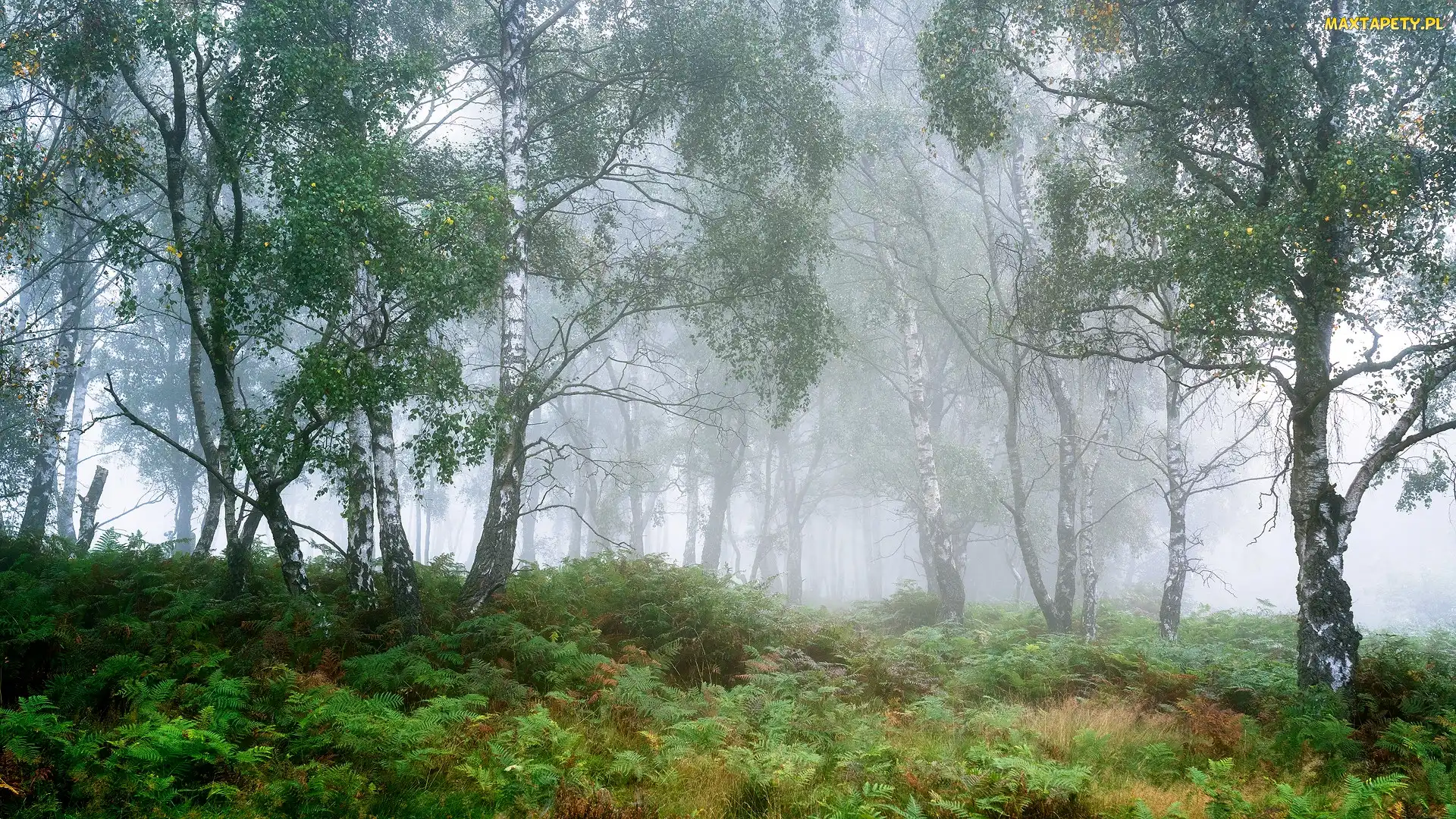Las, Drzewa, Anglia, Mgła, Park Narodowy Peak District, Hrabstwo Derbyshire, Brzozy