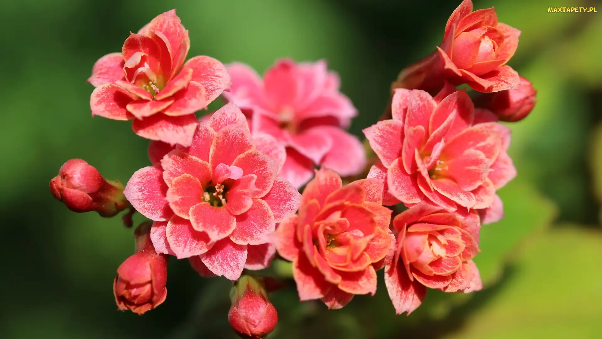 Kalanchoe, Czerwone, Kwitnące, Kwiaty