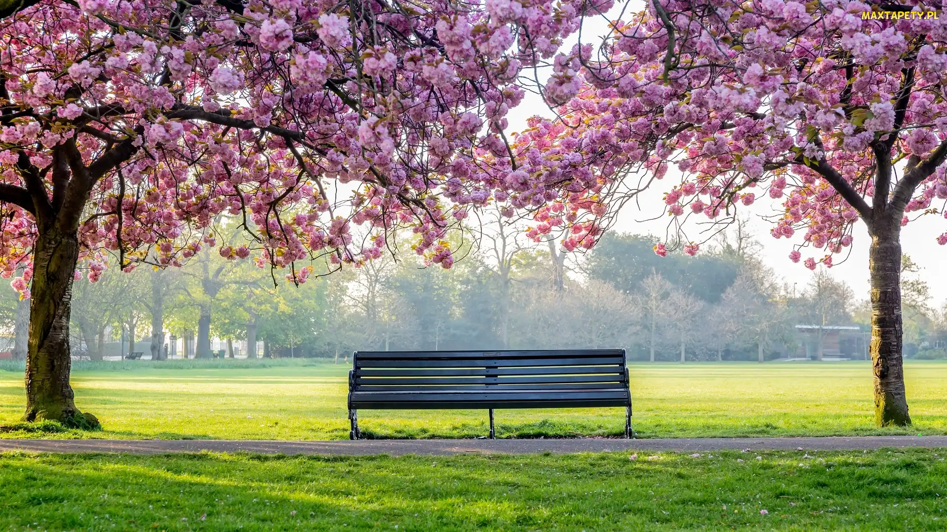 Park, Drzewa, Okwiecone, Wiosna, Ławka