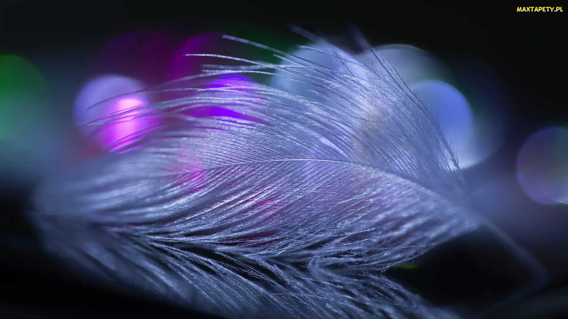 Bokeh, Makro, Białe, Piórko