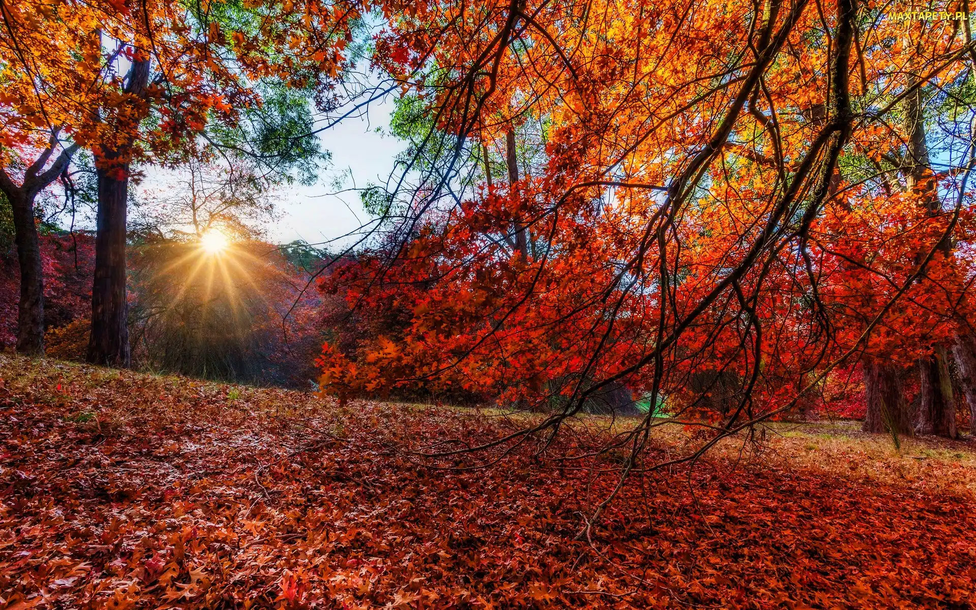 Promienie słońca, Gałęzie, Park, Drzewa, Liście, Jesień